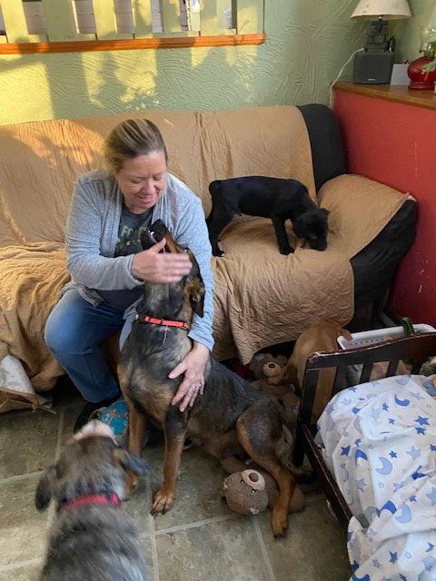 Enlarge Caramel D6132, a Adoptable Shepherd in minneapolis, MN image 1/3