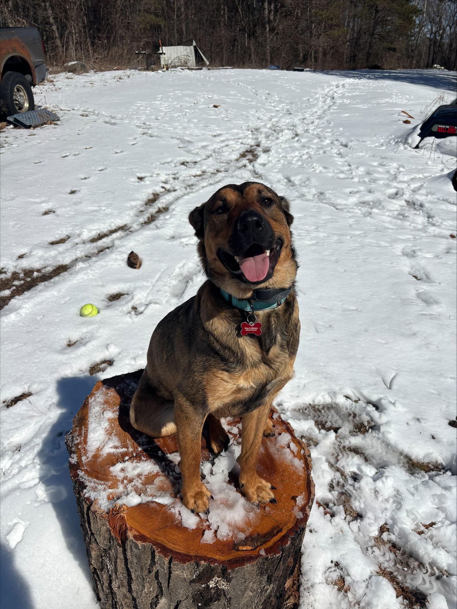 Caramel D6132, Adoptable, Adult Female Shepherd.
