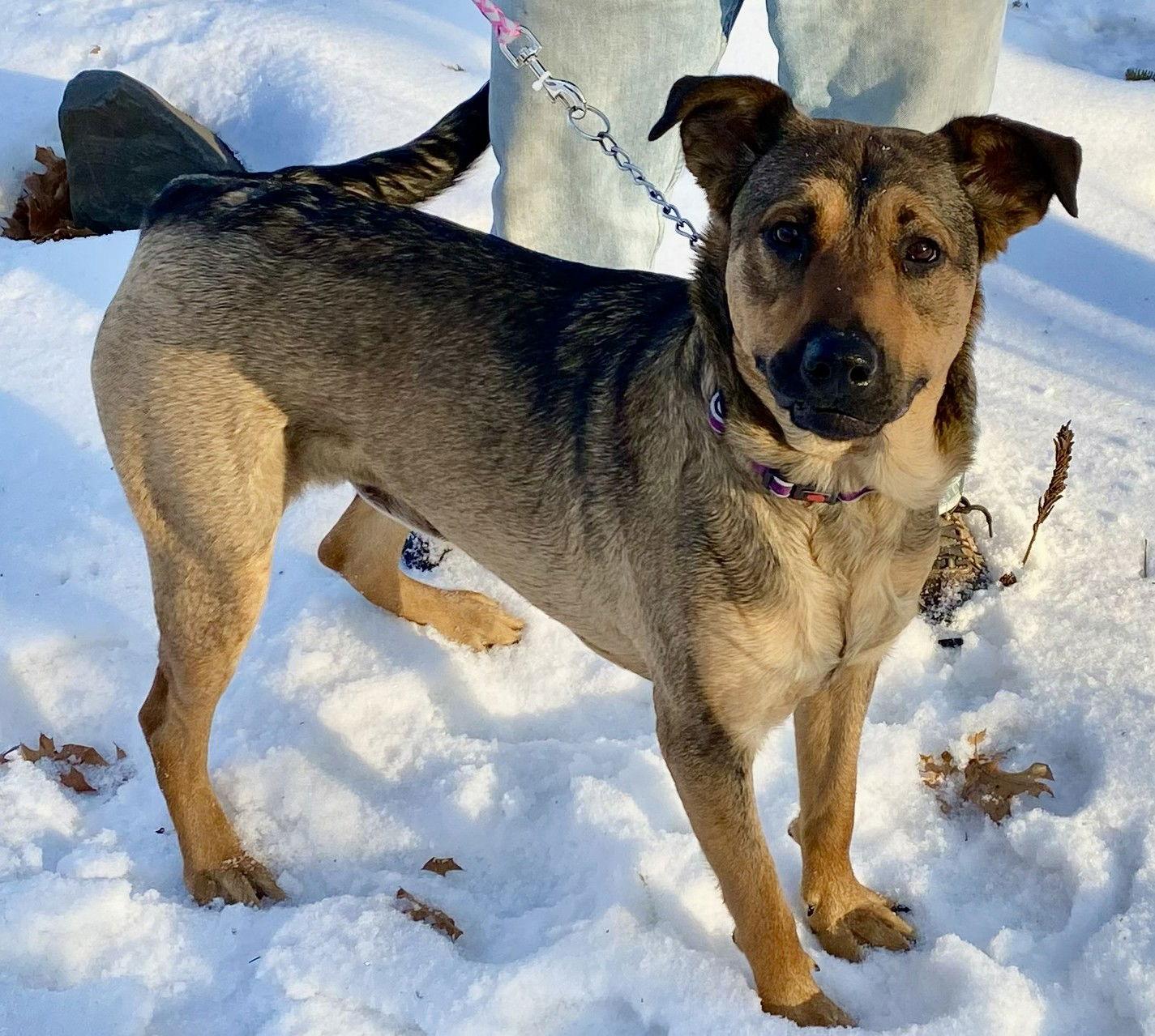 Enlarge Caramel D6132, a Adoptable Shepherd in minneapolis, MN image 1/3