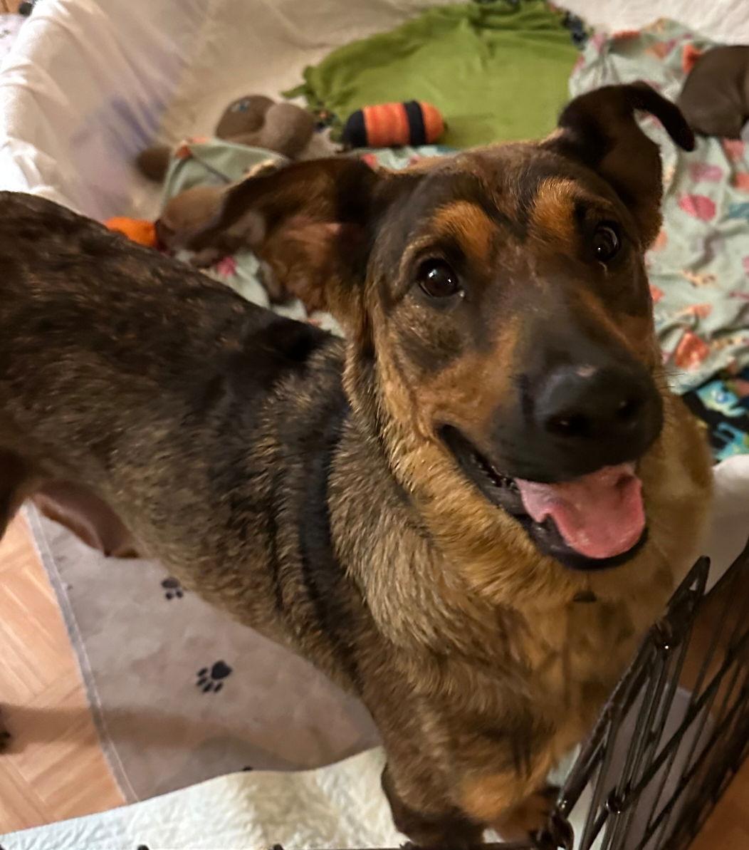 Enlarge Caramel D6132, a Adoptable Shepherd in minneapolis, MN image 2/3