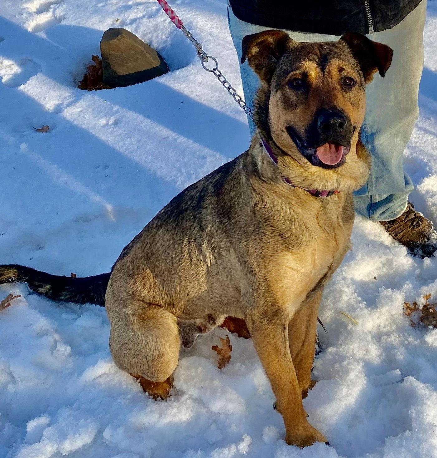 Enlarge Caramel D6132, a Adoptable Shepherd in minneapolis, MN image 3/3