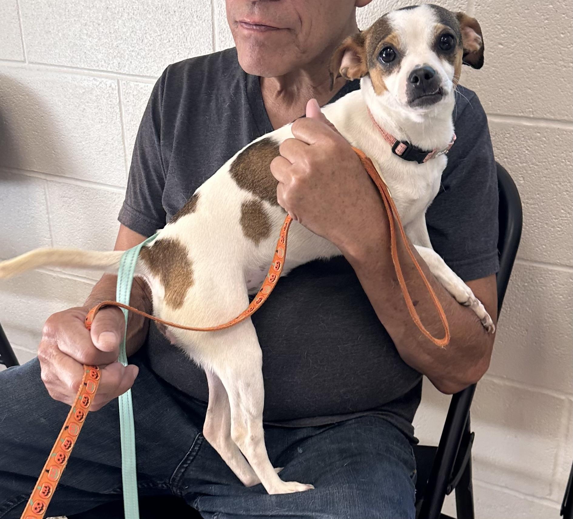 Enlarge Selena , a Adoptable mixed breed in Springfield , VA image 1/2