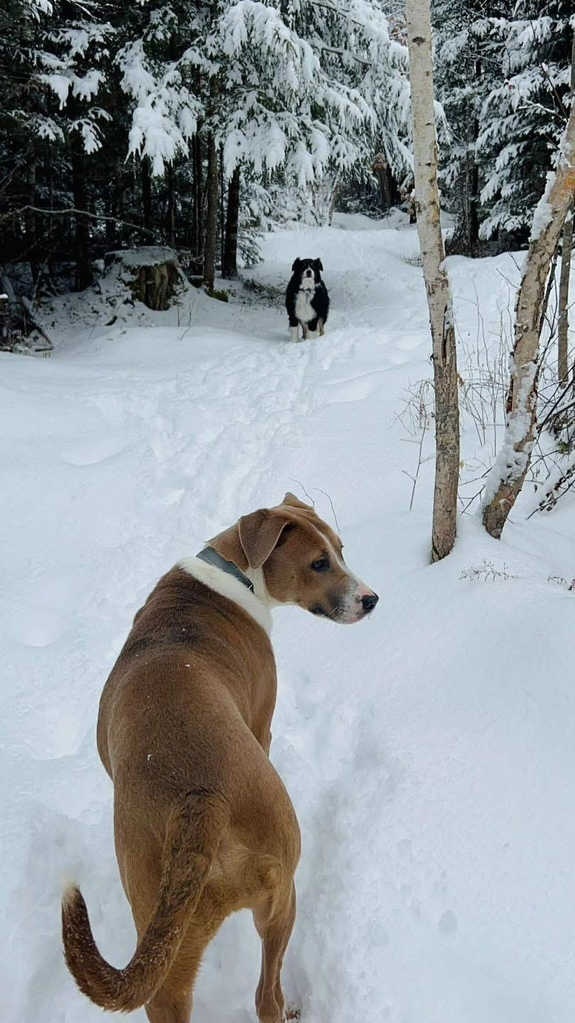 Enlarge Kid, a ADOPTABLE mixed breed in Brooks, ME image 4/4