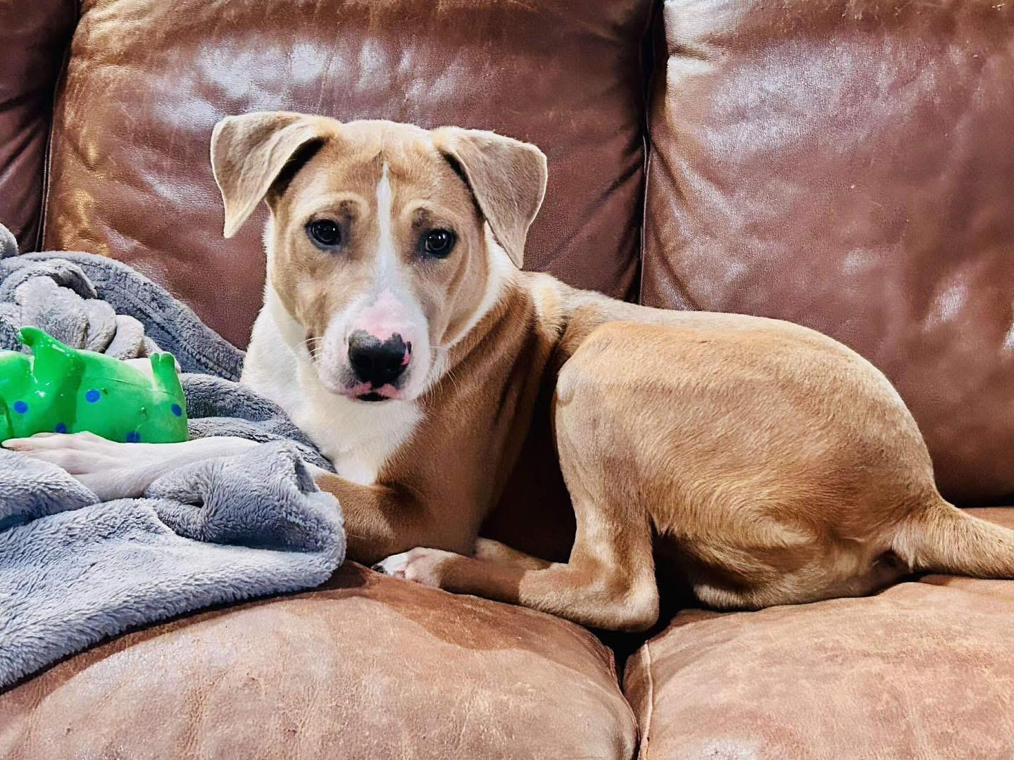 Kid, ADOPTABLE, Young Male Mixed Breed.