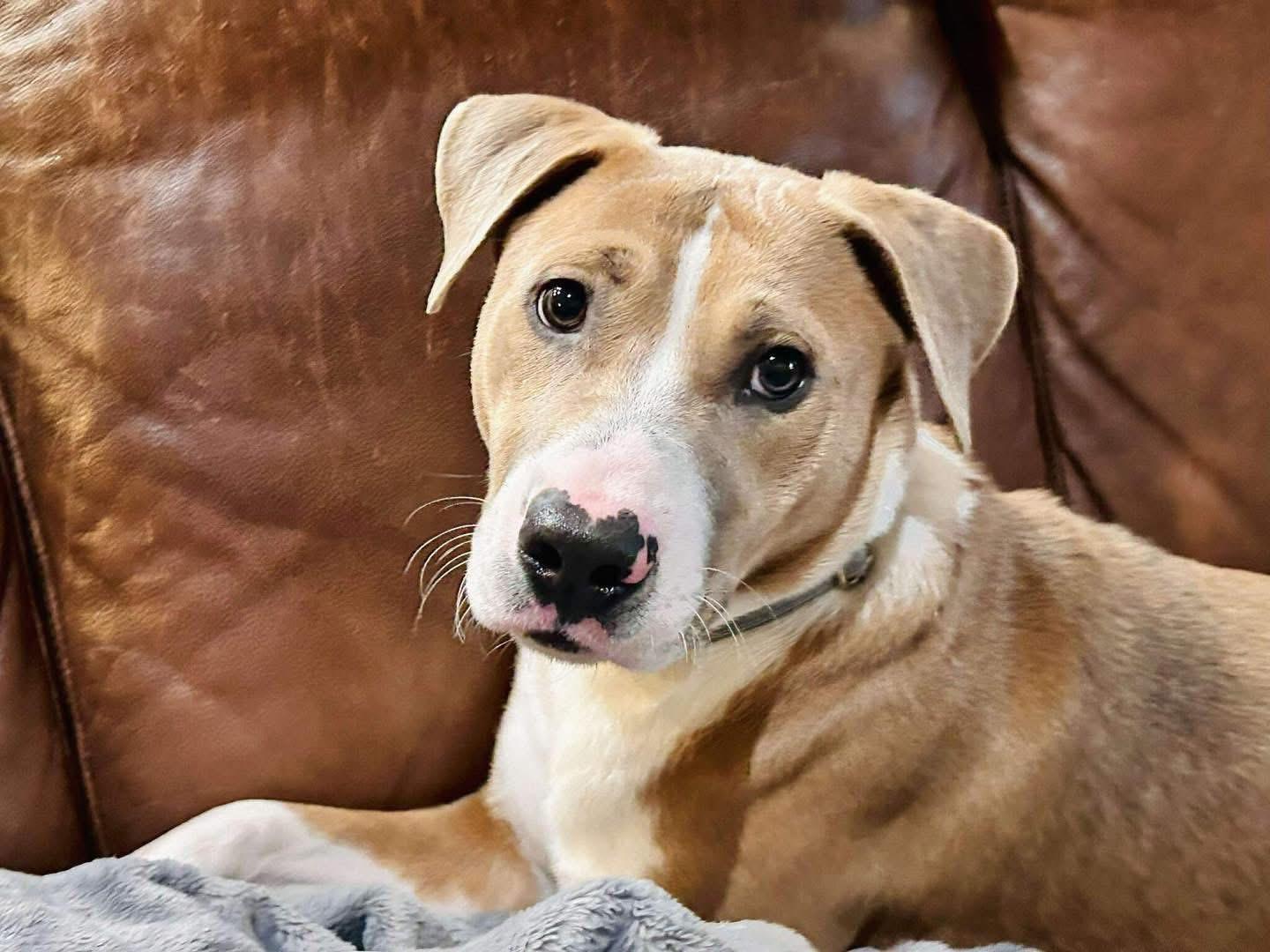 Enlarge Kid, a ADOPTABLE mixed breed in Brooks, ME image 3/4