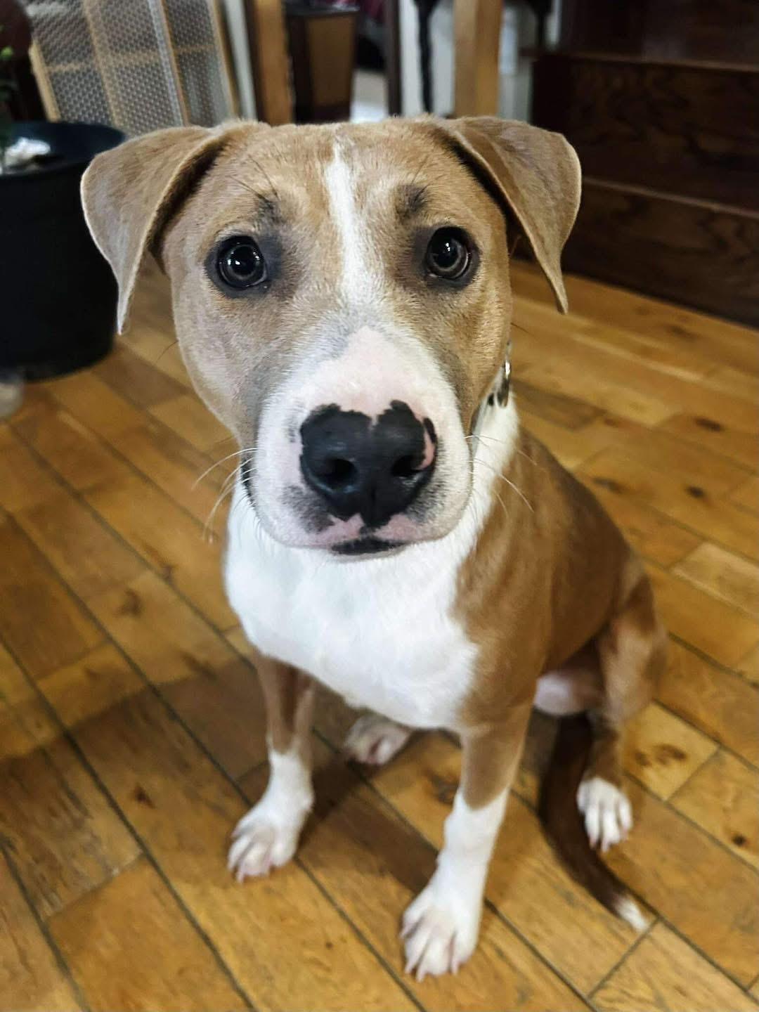 Enlarge Kid, a ADOPTABLE mixed breed in Brooks, ME image 2/4