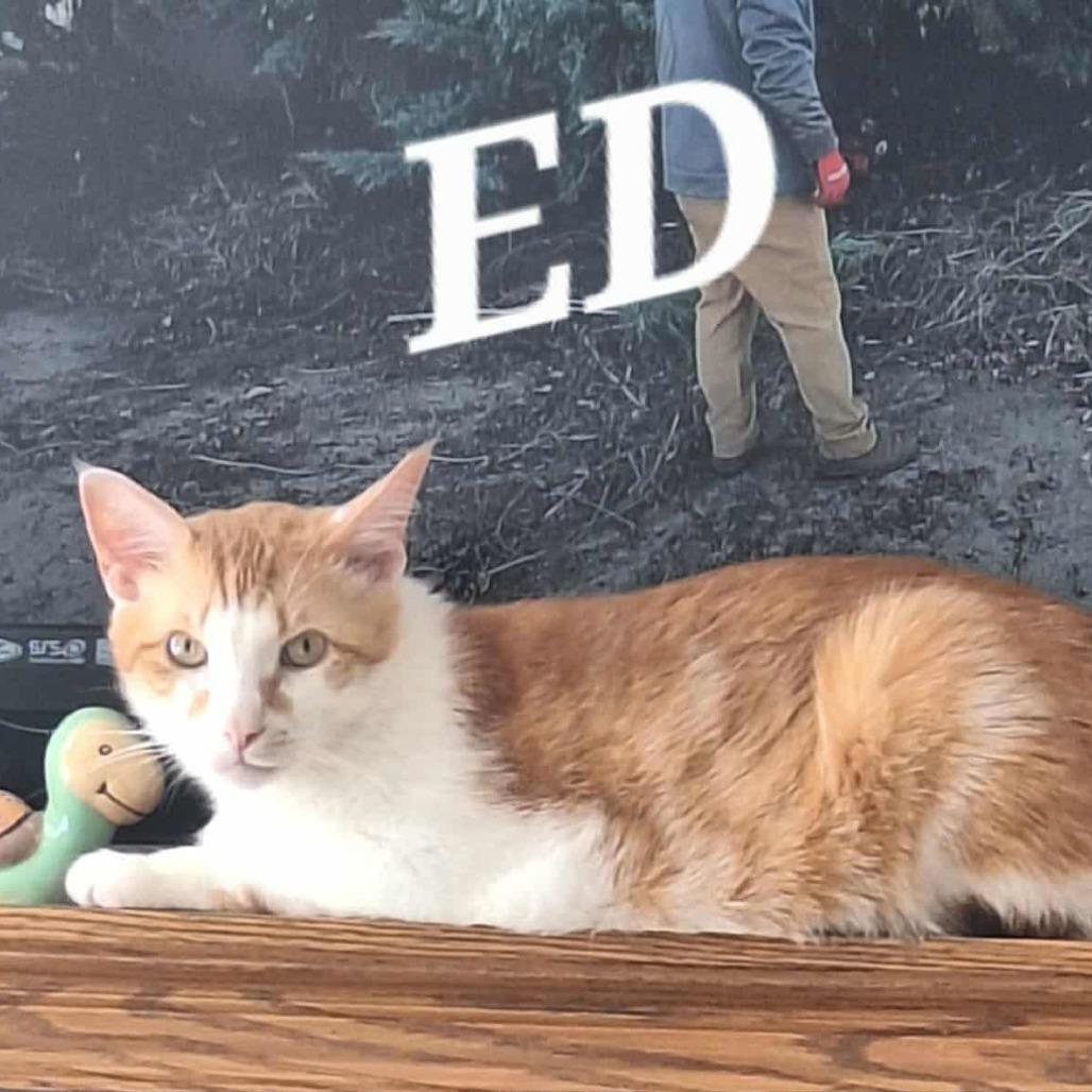 Ed, Adoptable, Senior Male Domestic Short Hair.