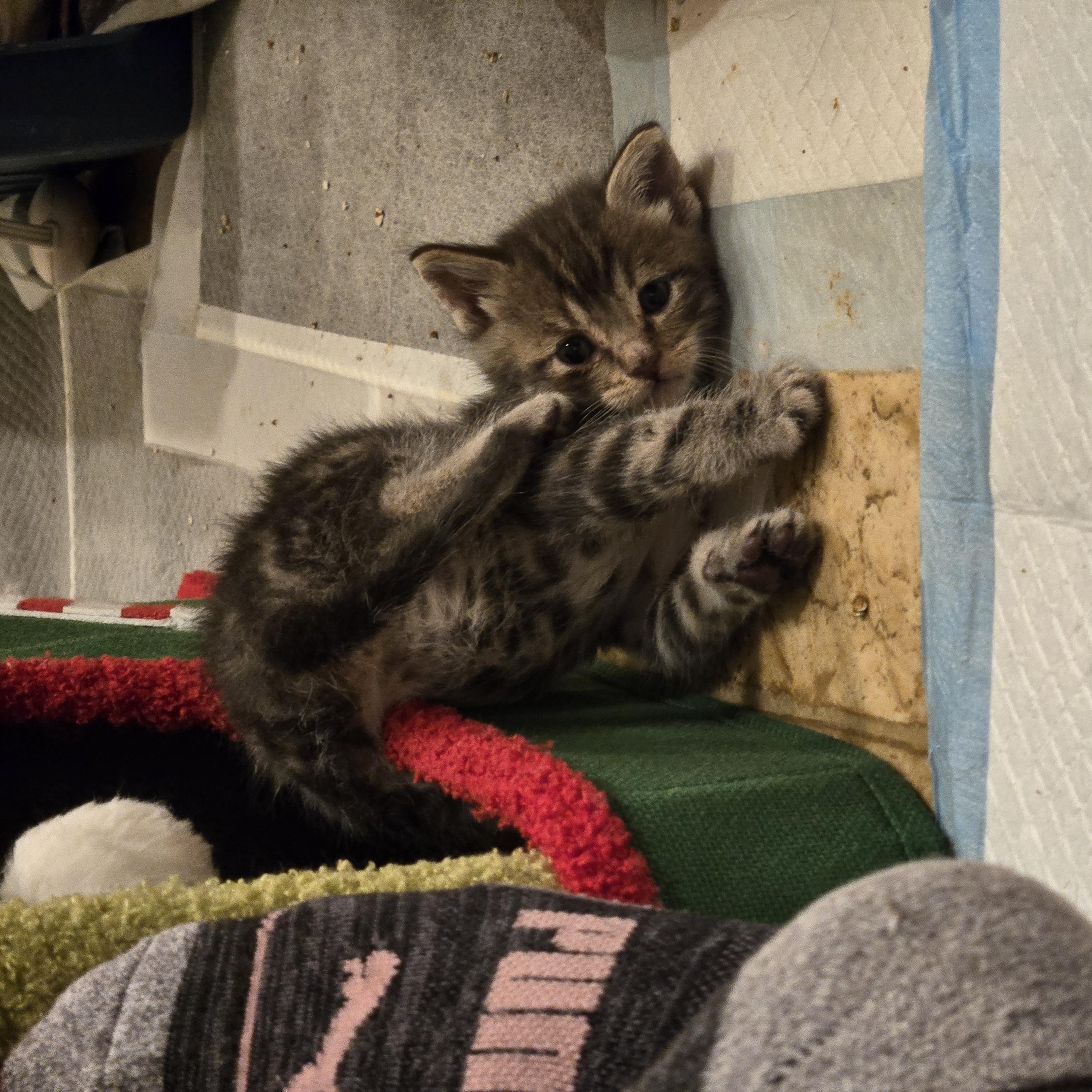 Enlarge Glitch, a Adoptable Tabby in Tracy, CA image 1/5