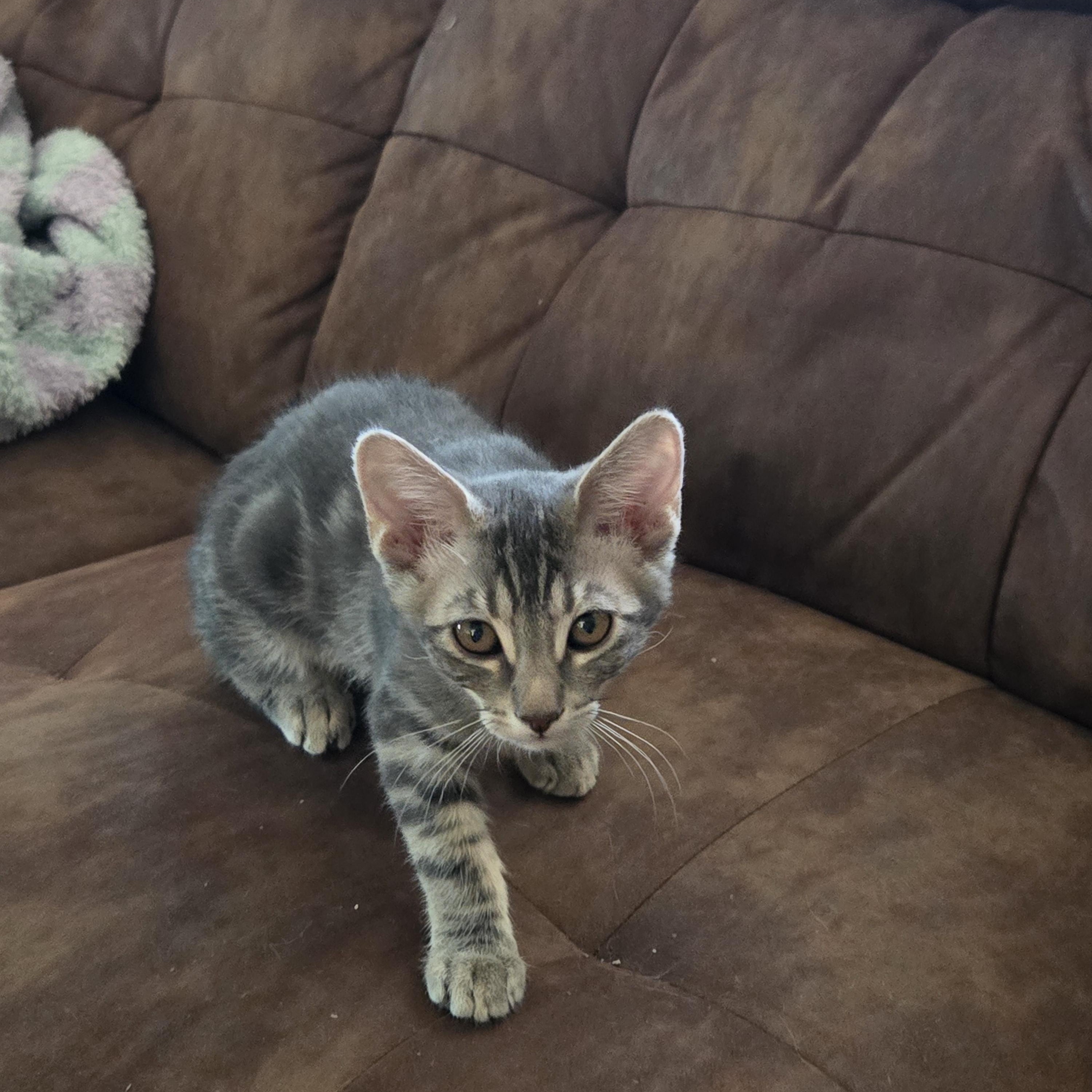 Enlarge Glitch, a Adoptable Tabby in Tracy, CA image 2/5