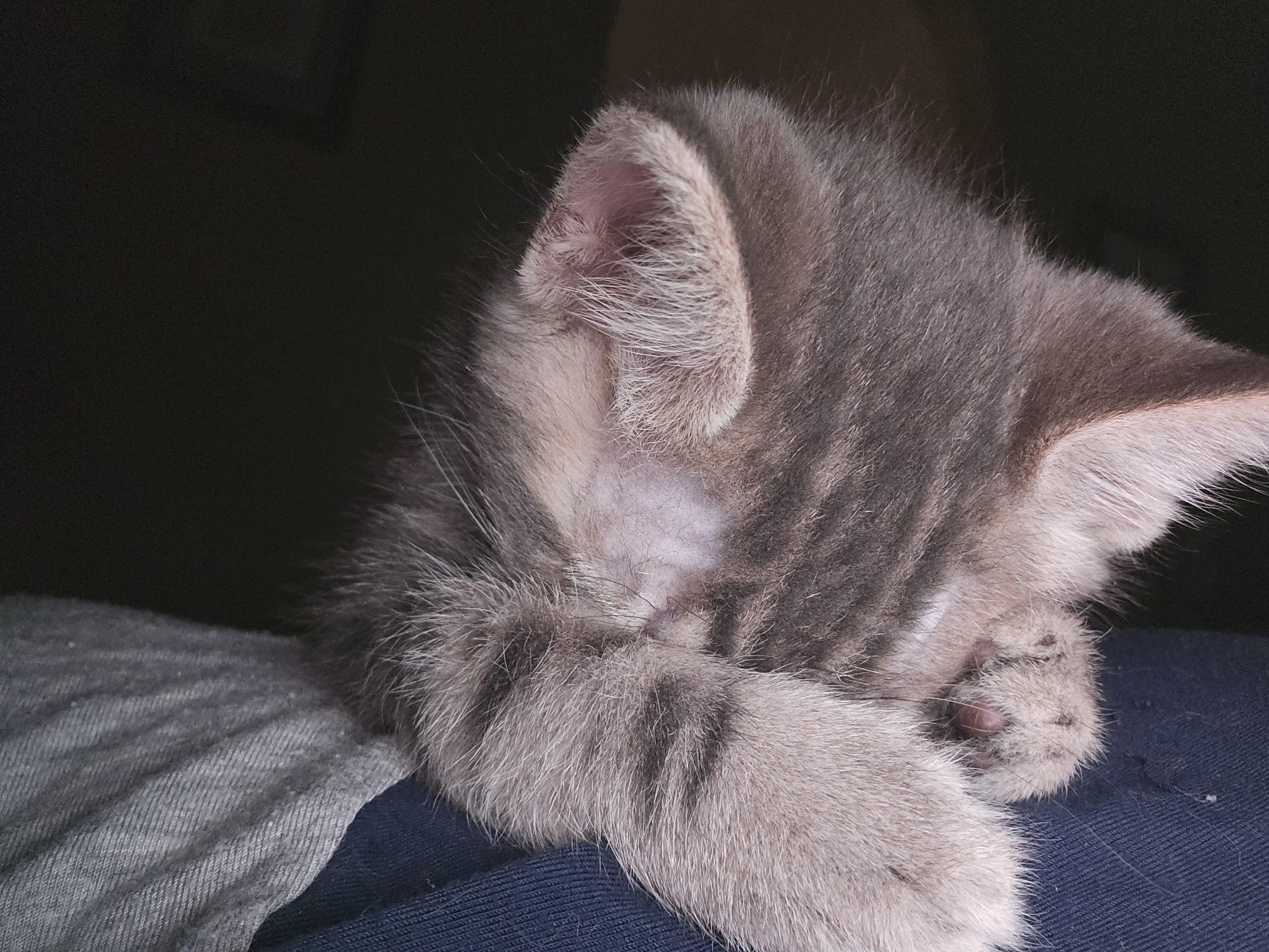 Enlarge Glitch, a Adoptable Tabby in Tracy, CA image 3/5