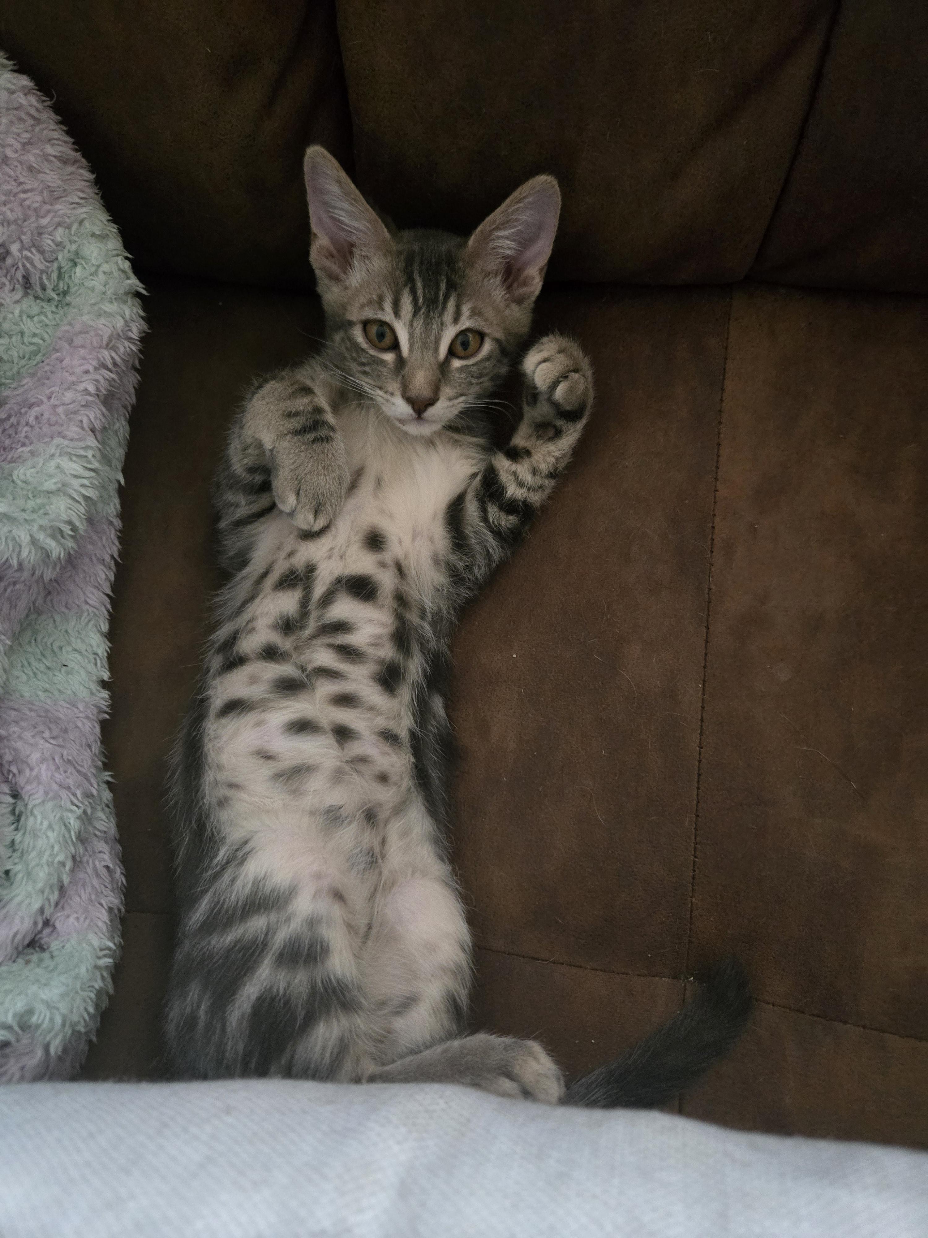 Enlarge Glitch, a Adoptable Tabby in Tracy, CA image 5/5