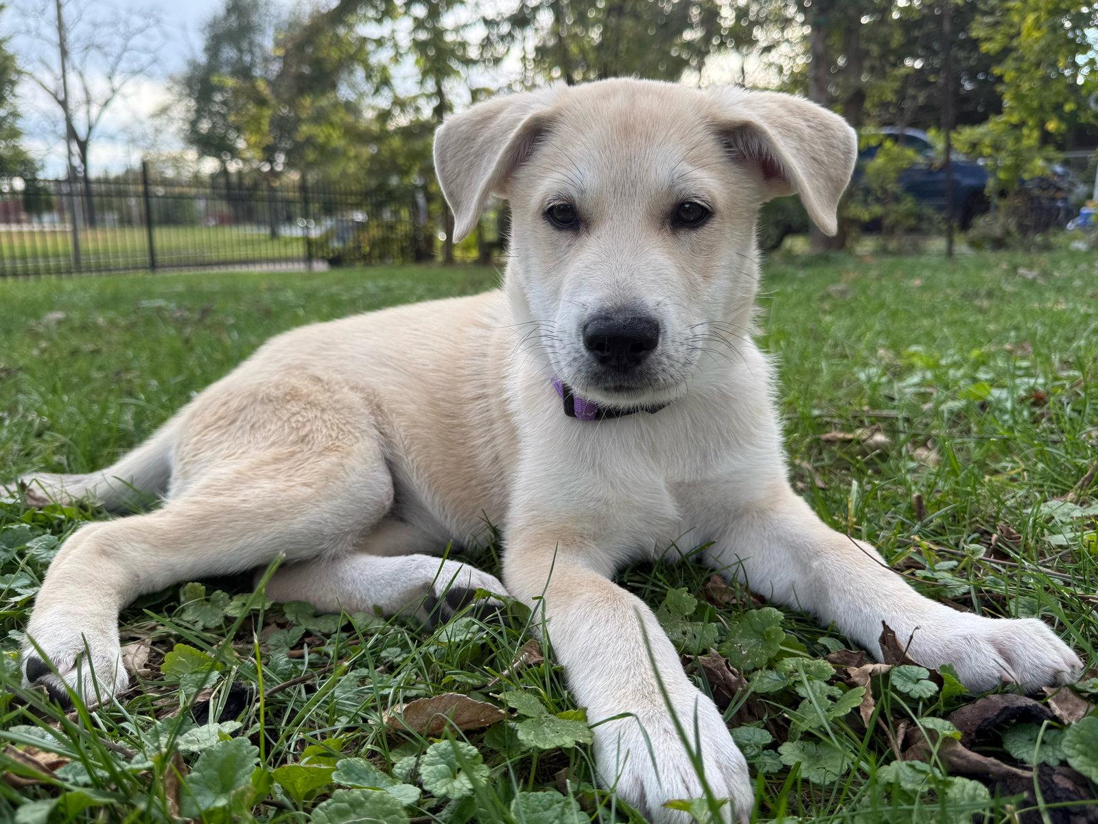Enlarge Shay, a Adoptable Shepherd in West Des Moines, IA image 1/3