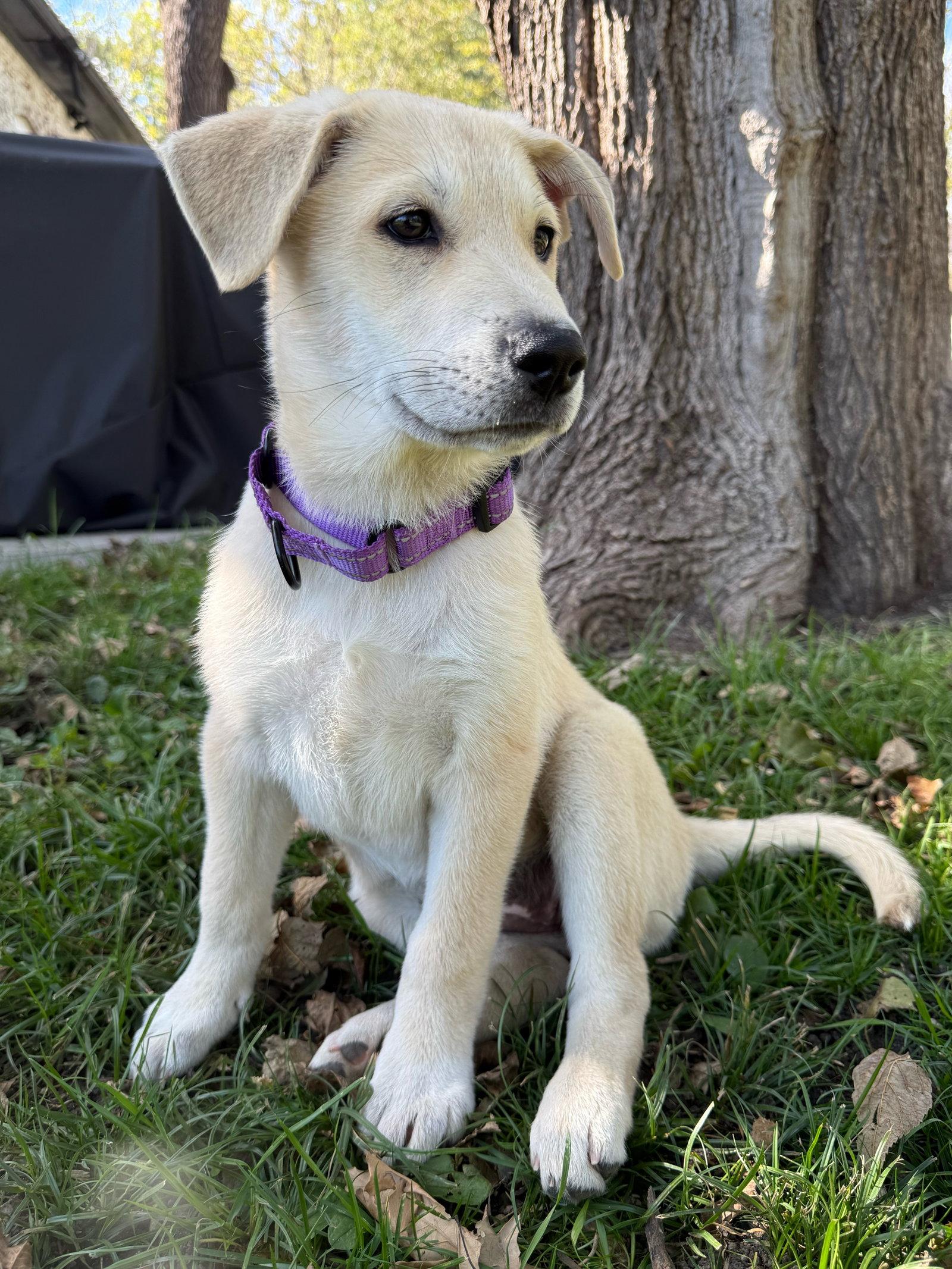 Enlarge Shay, a Adoptable Shepherd in West Des Moines, IA image 2/3