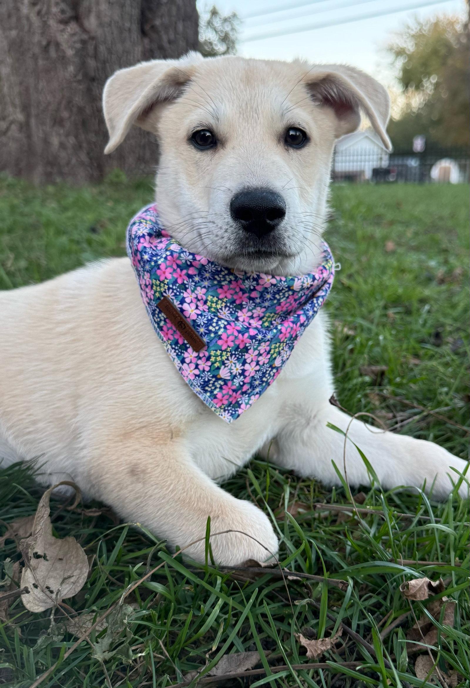 Enlarge Shay, a Adoptable Shepherd in West Des Moines, IA image 3/3