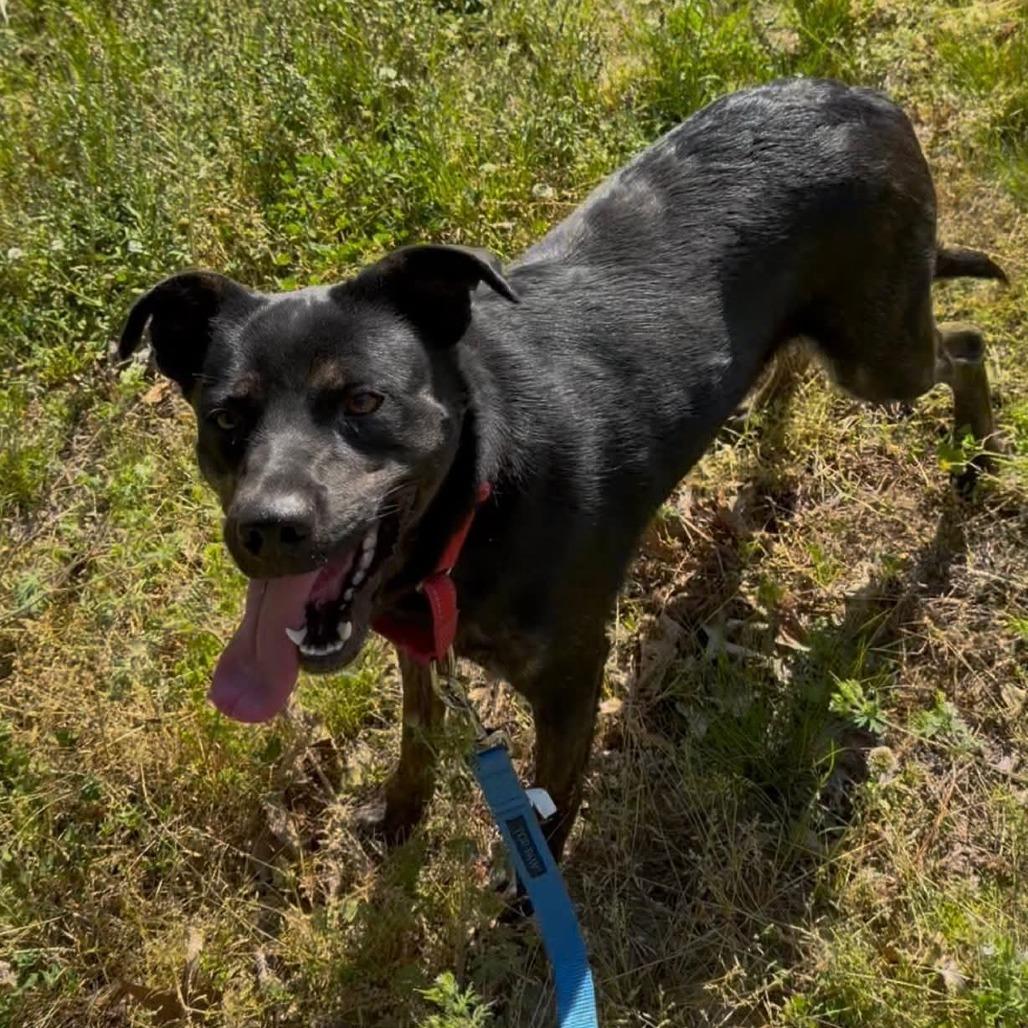 Enlarge Sissy Gump, a Adoptable mixed breed in Evensville, TN image 1/6