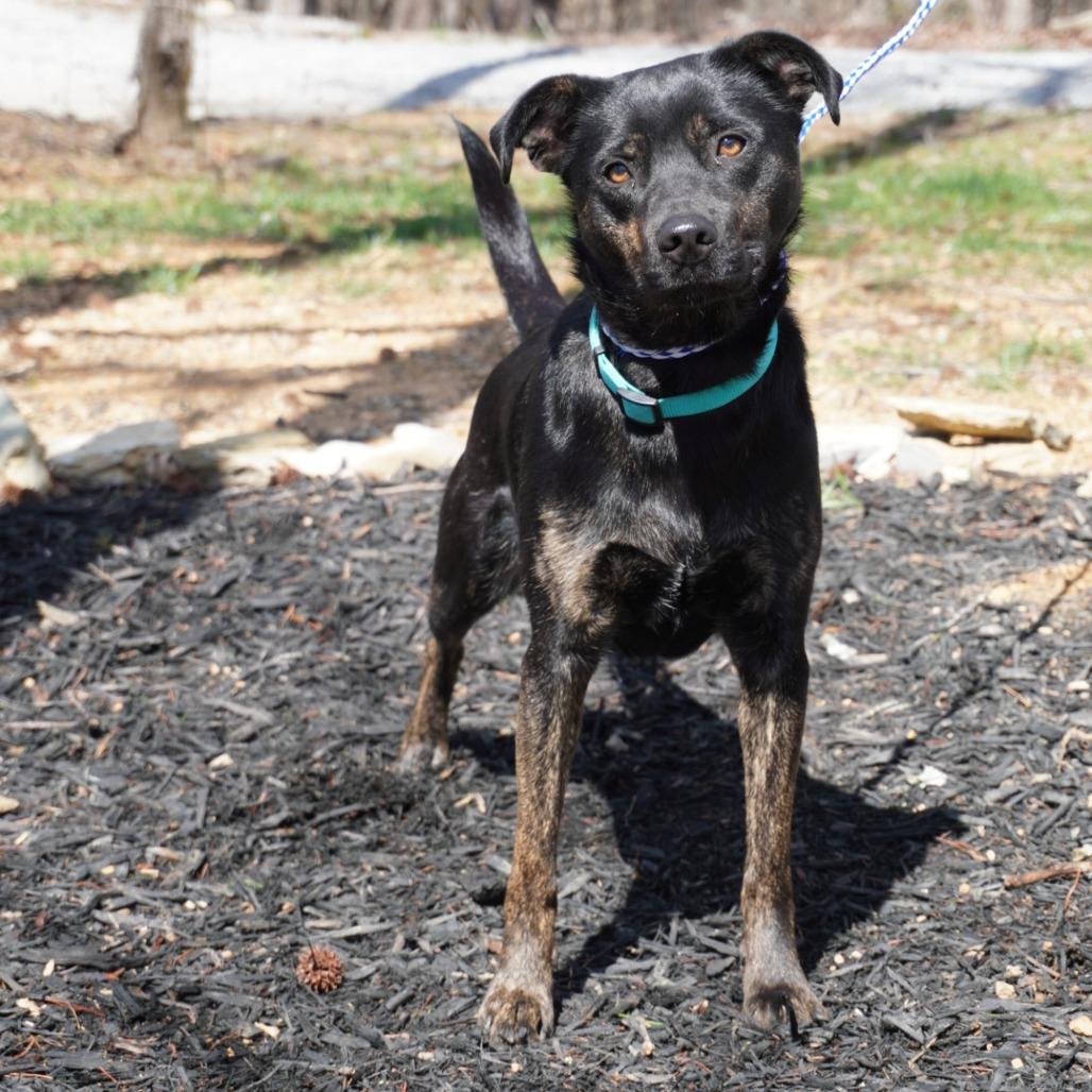 Enlarge Sissy Gump, a Adoptable mixed breed in Evensville, TN image 2/6