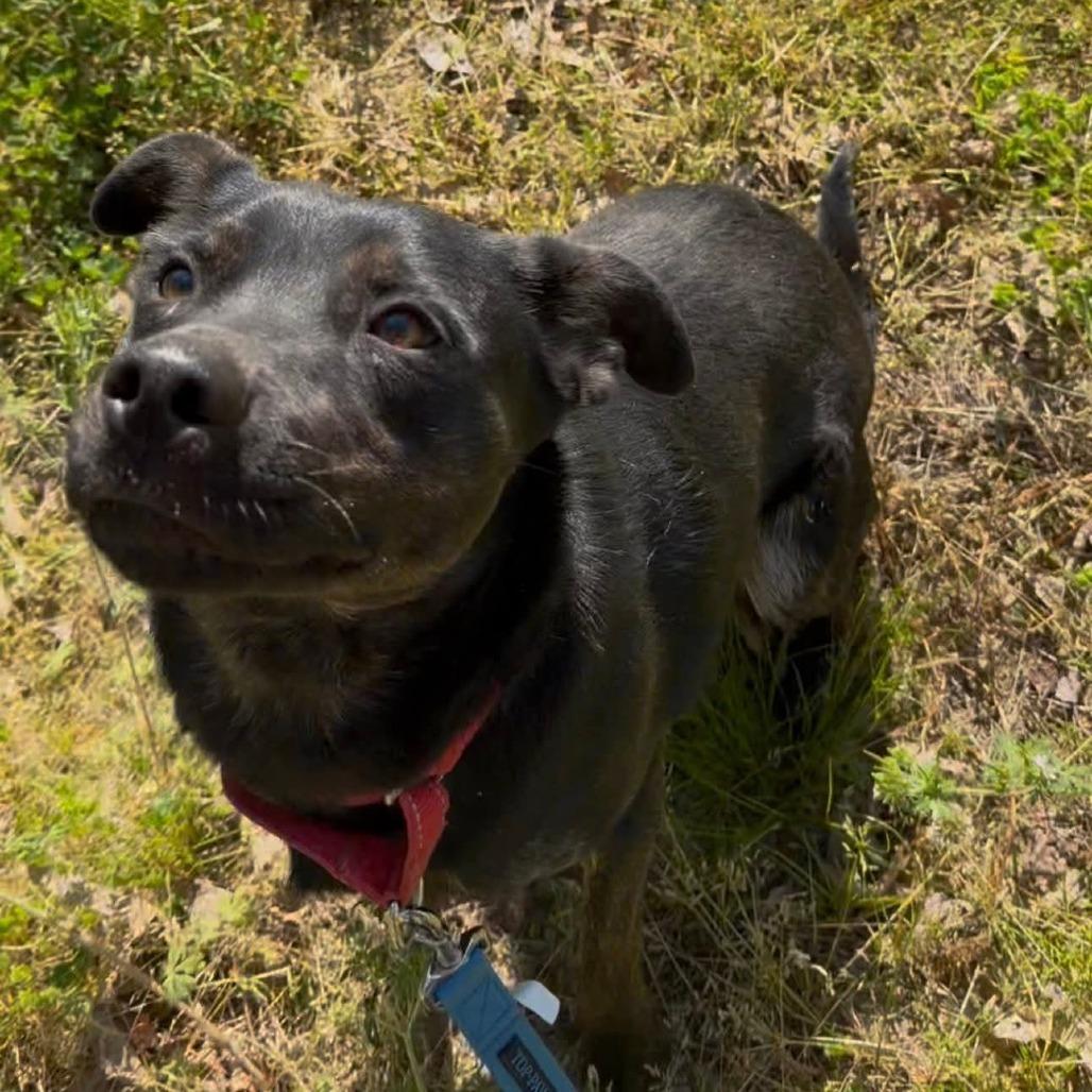 Enlarge Sissy Gump, a Adoptable mixed breed in Evensville, TN image 3/6