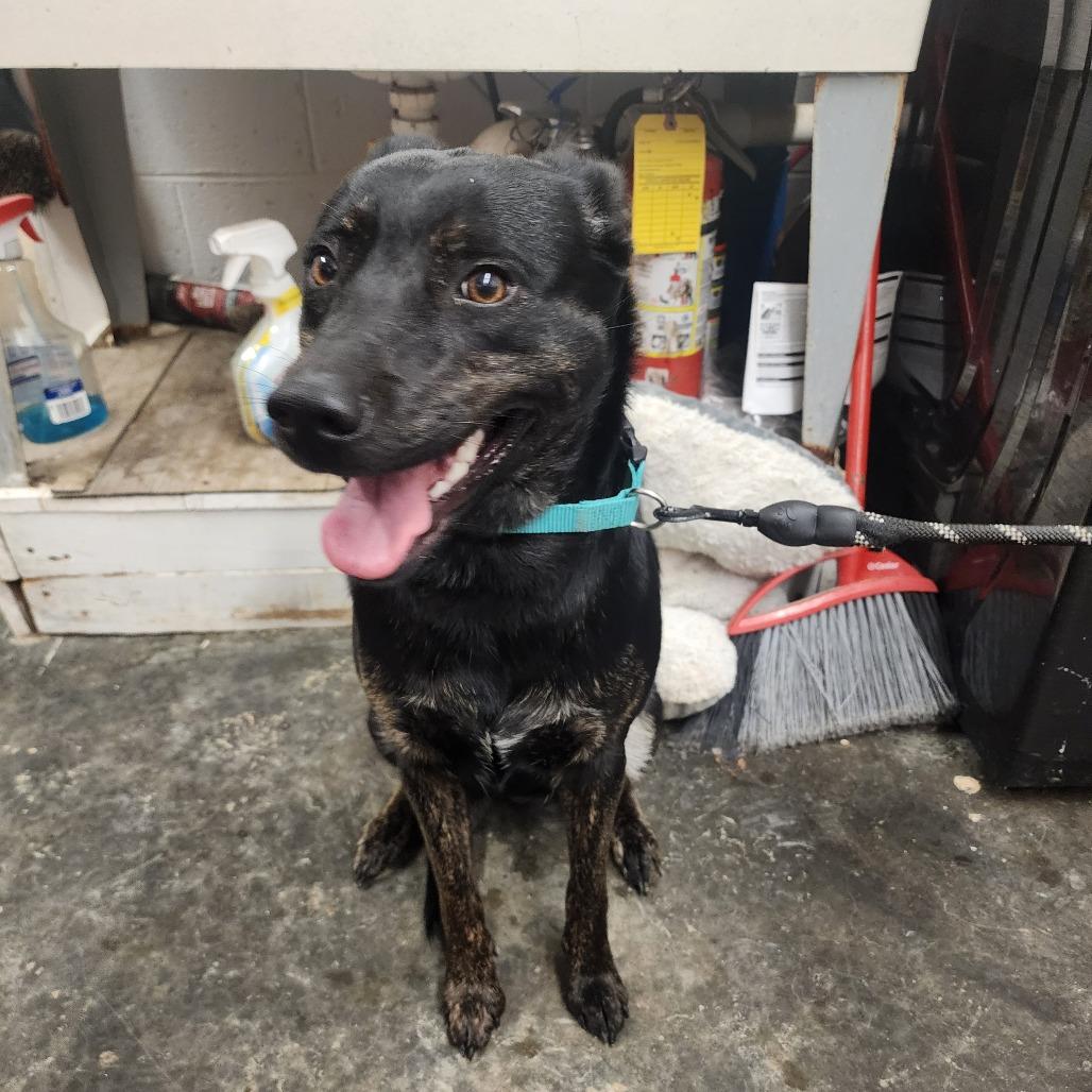Enlarge Sissy Gump, a Adoptable mixed breed in Evensville, TN image 5/6