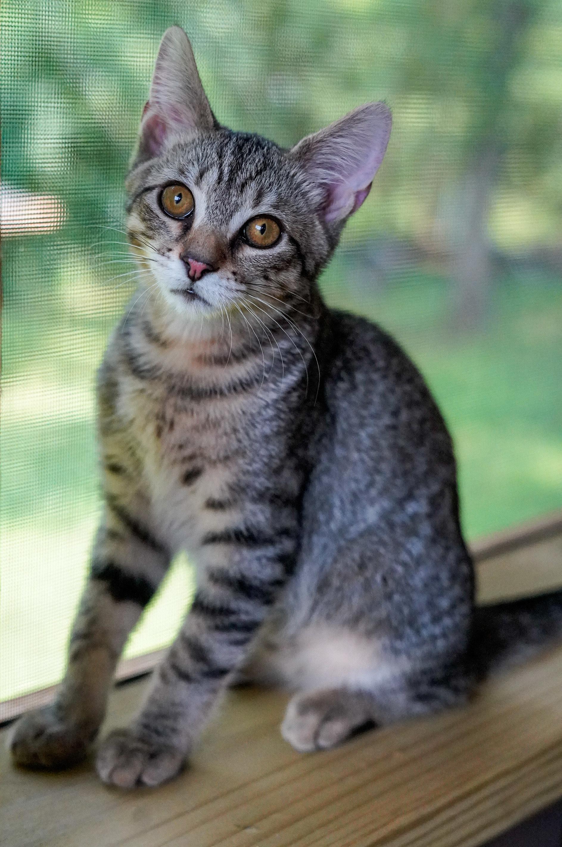 Mango photo 4