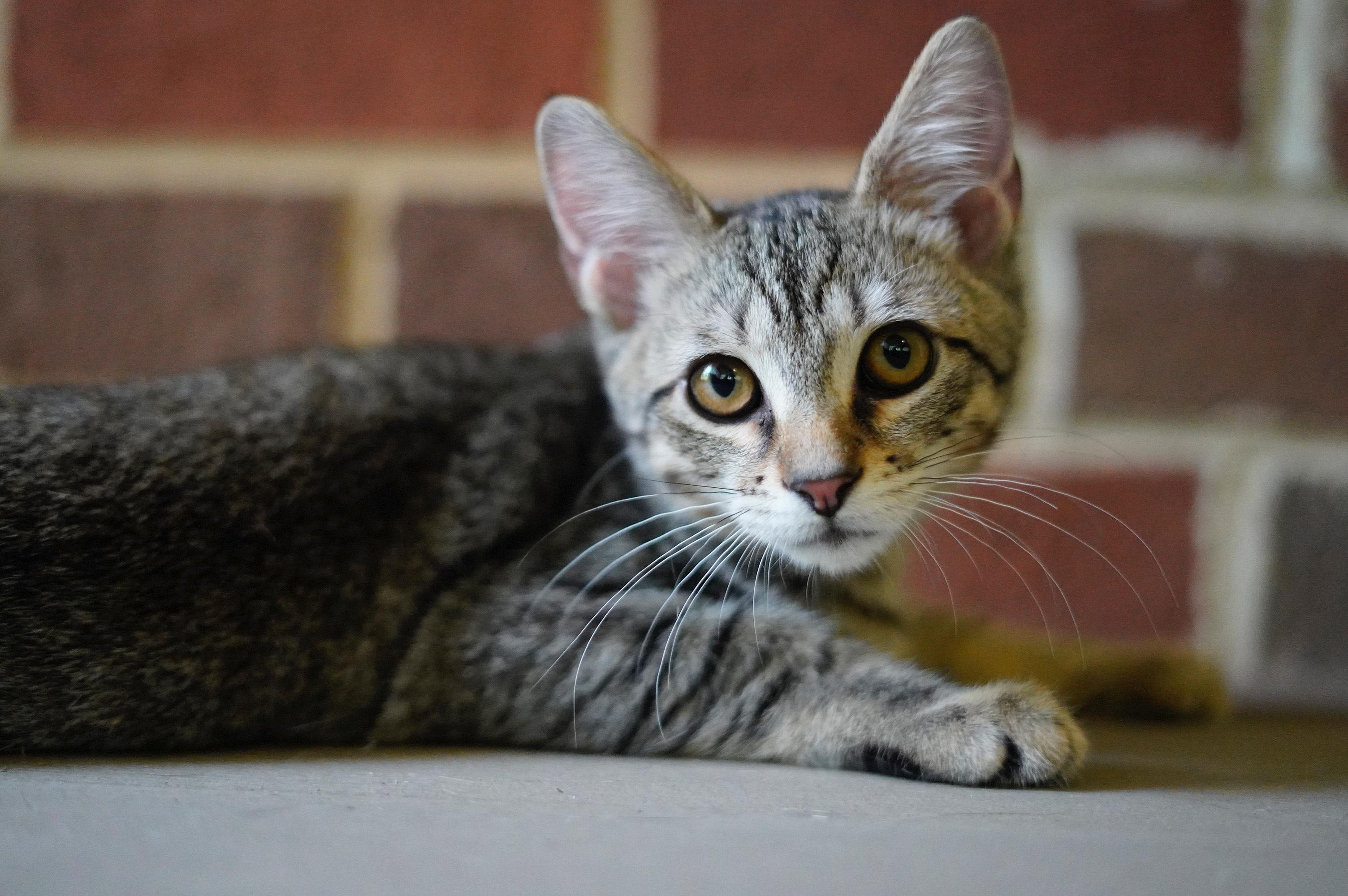Mango, Baby Male Tabby