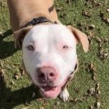 Enlarge Meat Head, a Adoptable mixed breed in Hilliard, OH image 2/2