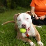 Meat Head, Adoptable, Adult Male Pit Bull Terrier.