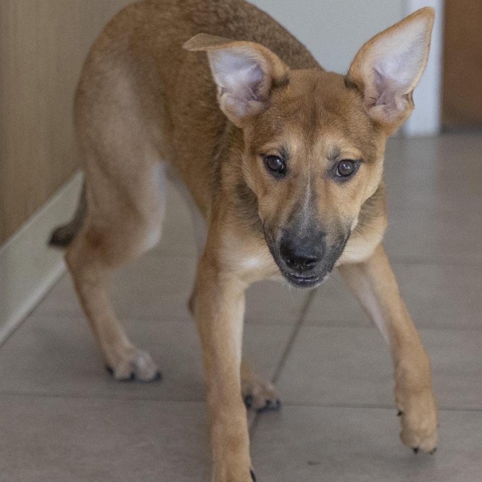 Enlarge Jan, a Adoptable mixed breed in Baldwin, WI image 1/1