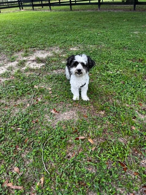 Brandy, a Adopted Shih Tzu in Ocala, FL image 1/2