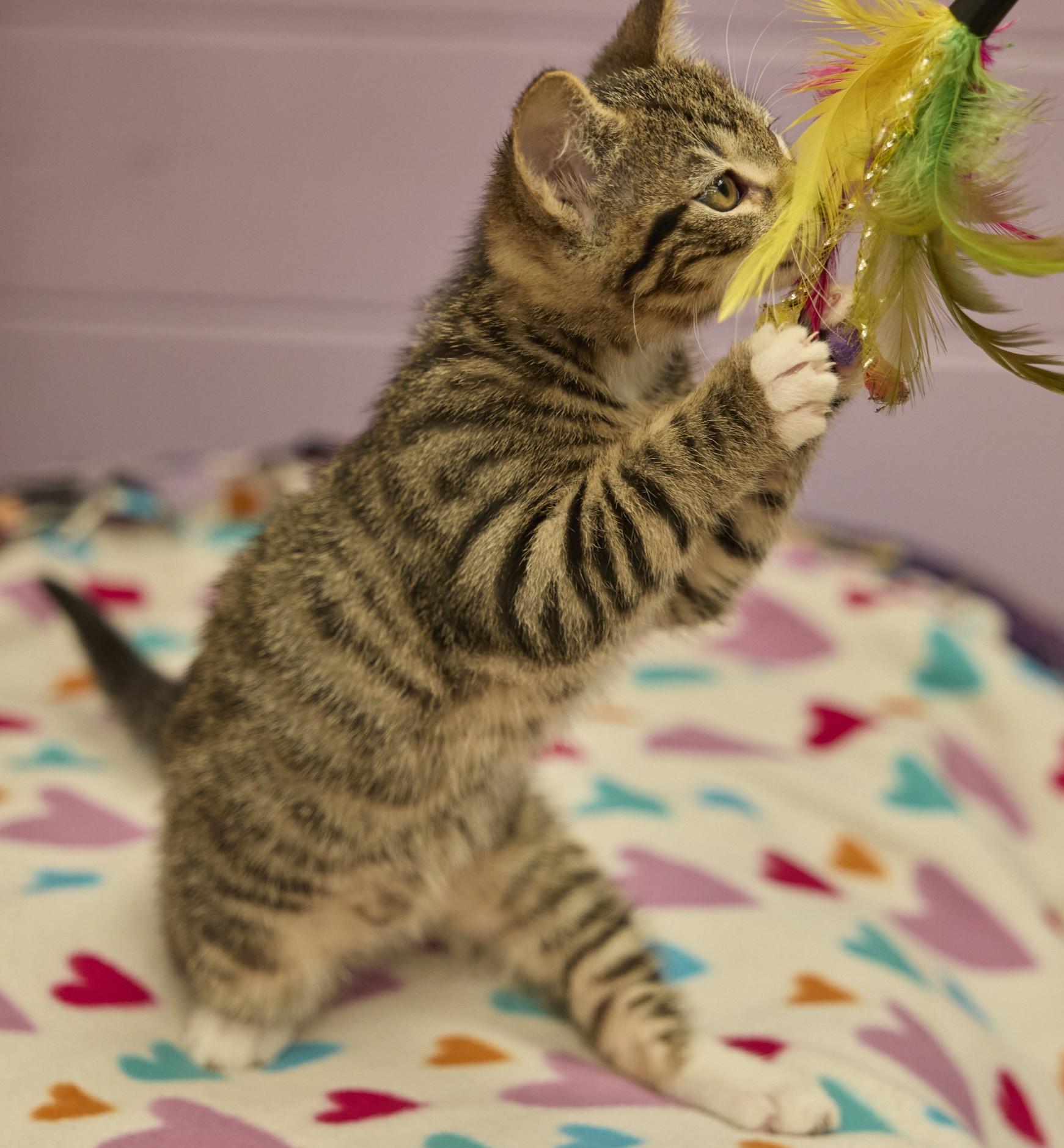 Tilly, an adopted Domestic Short Hair in Santa Barbara, CA image 3/5