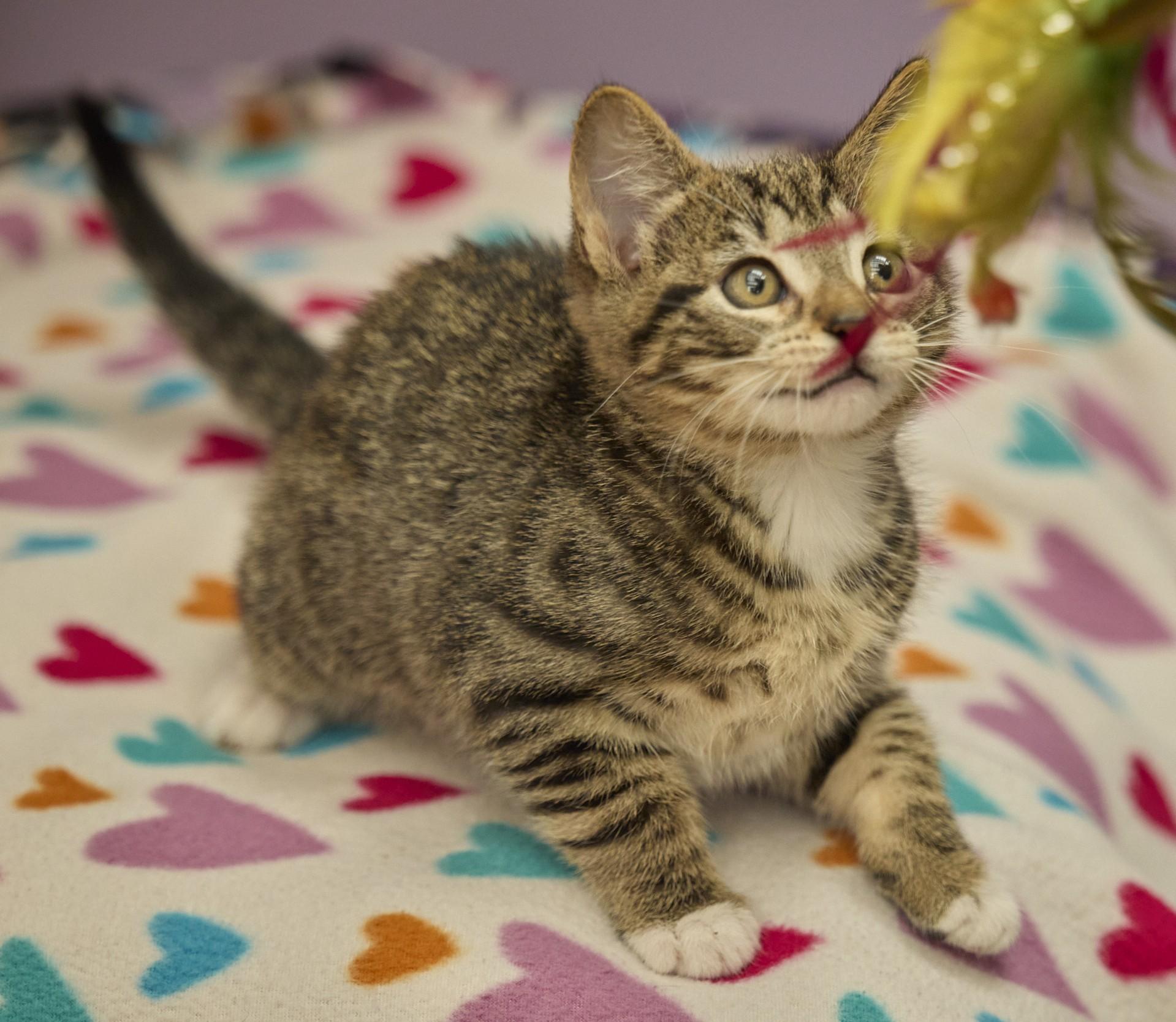 Tilly, an adopted Domestic Short Hair in Santa Barbara, CA image 2/5