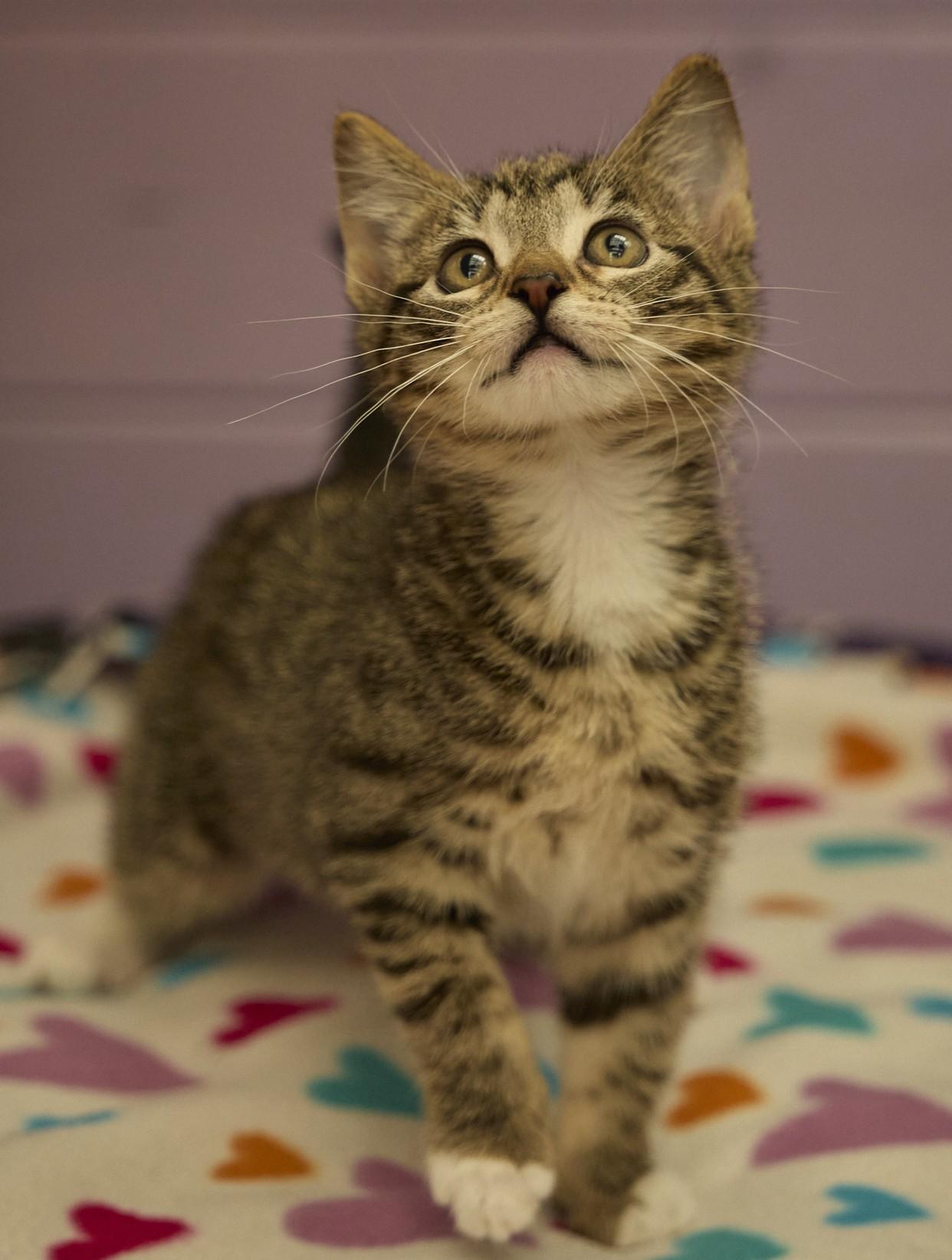 Tilly, adopted, Kitten Female Domestic Short Hair.