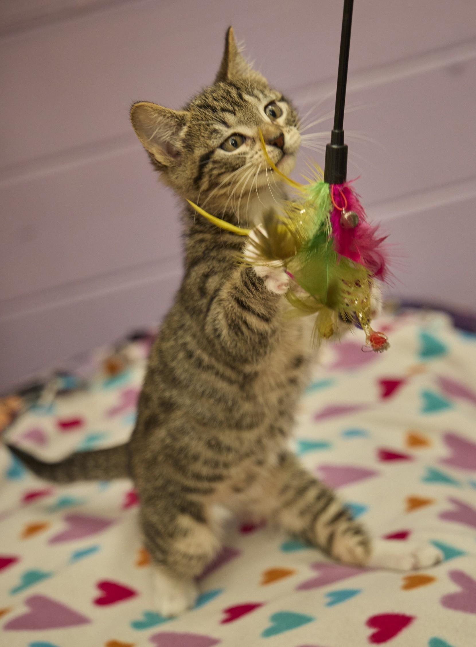 Tilly, an adopted Domestic Short Hair in Santa Barbara, CA image 4/5