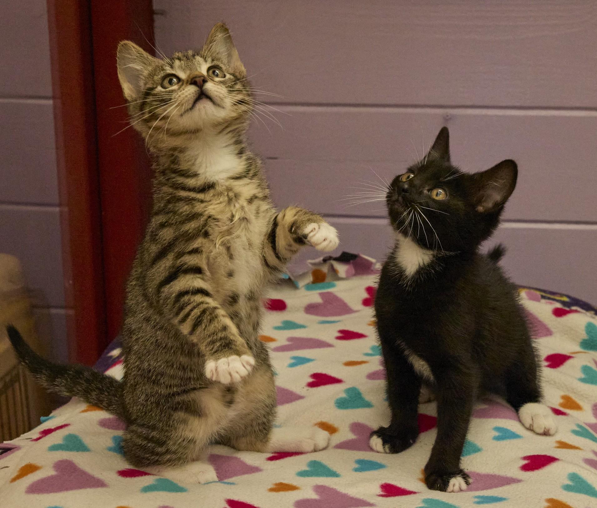Tilly, an adopted Domestic Short Hair in Santa Barbara, CA image 5/5