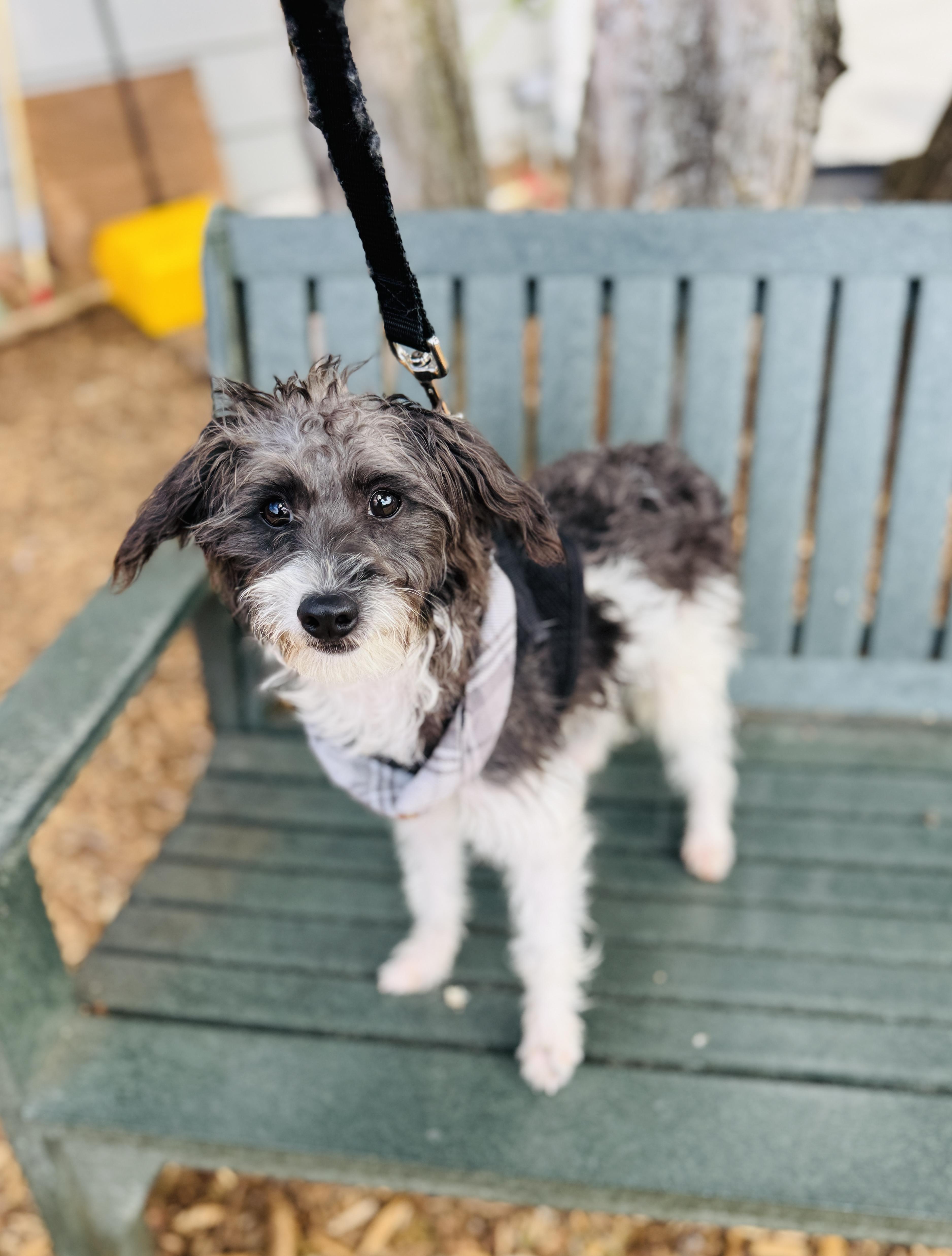 Dog Breeds Poodle Terrier Mix: Discover Unique Traits