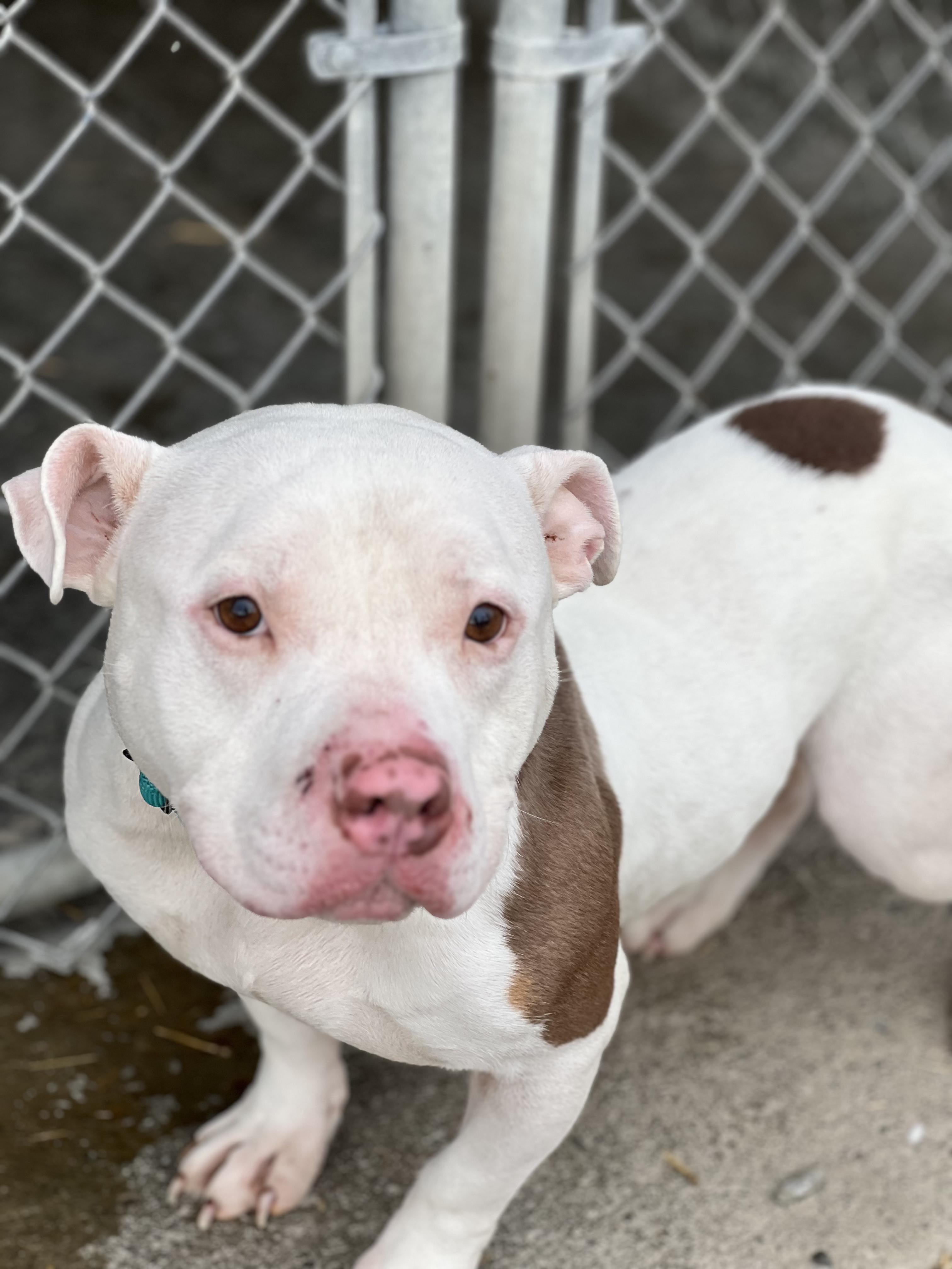 Enlarge Frank the Tank, a ADOPTABLE Mixed Breed in Elmira, NY image 3/5