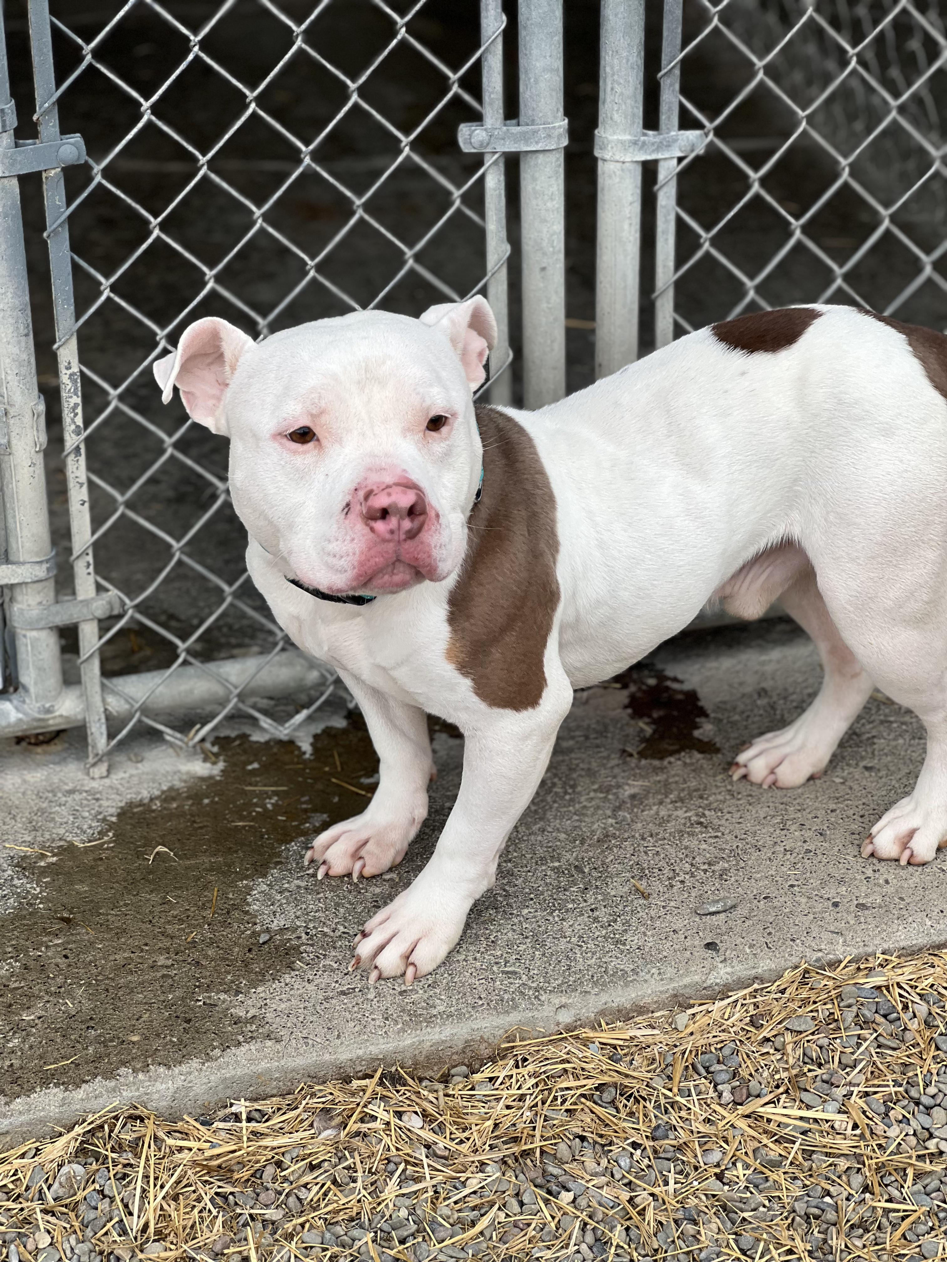 Enlarge Frank the Tank, a ADOPTABLE Mixed Breed in Elmira, NY image 1/5