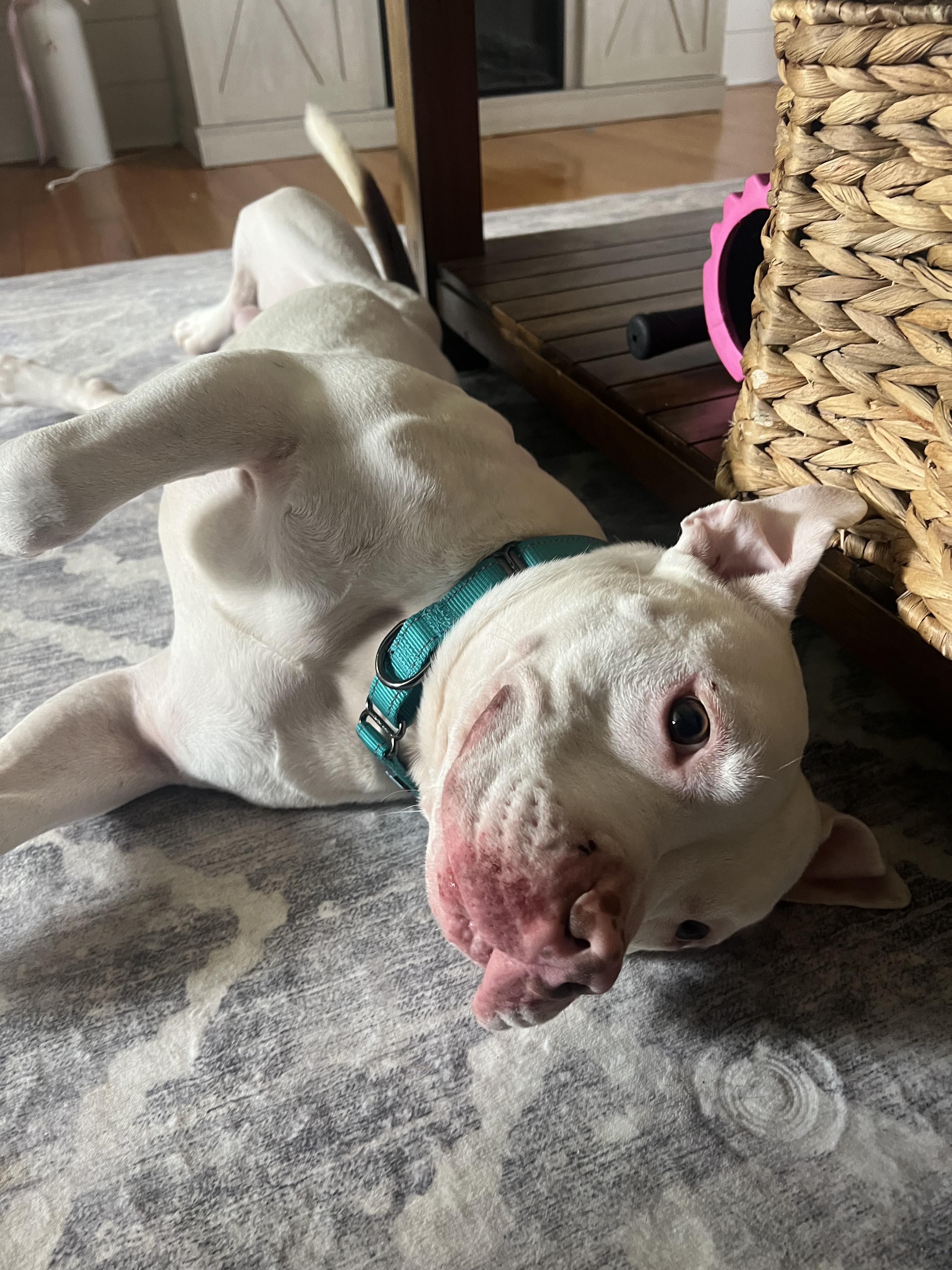 Enlarge Frank the Tank, a ADOPTABLE Mixed Breed in Elmira, NY image 4/5