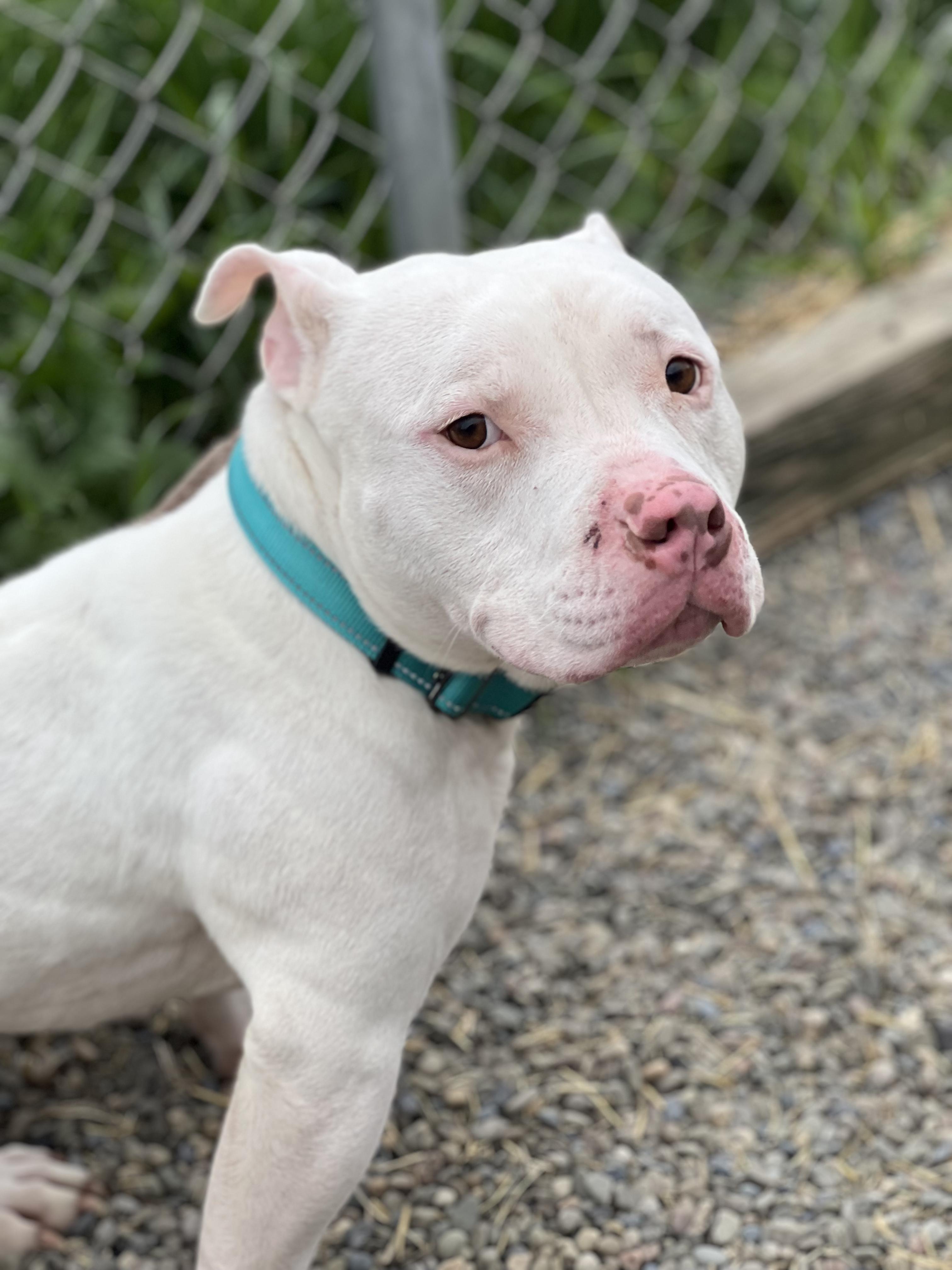 Enlarge Frank the Tank, a ADOPTABLE Mixed Breed in Elmira, NY image 2/5