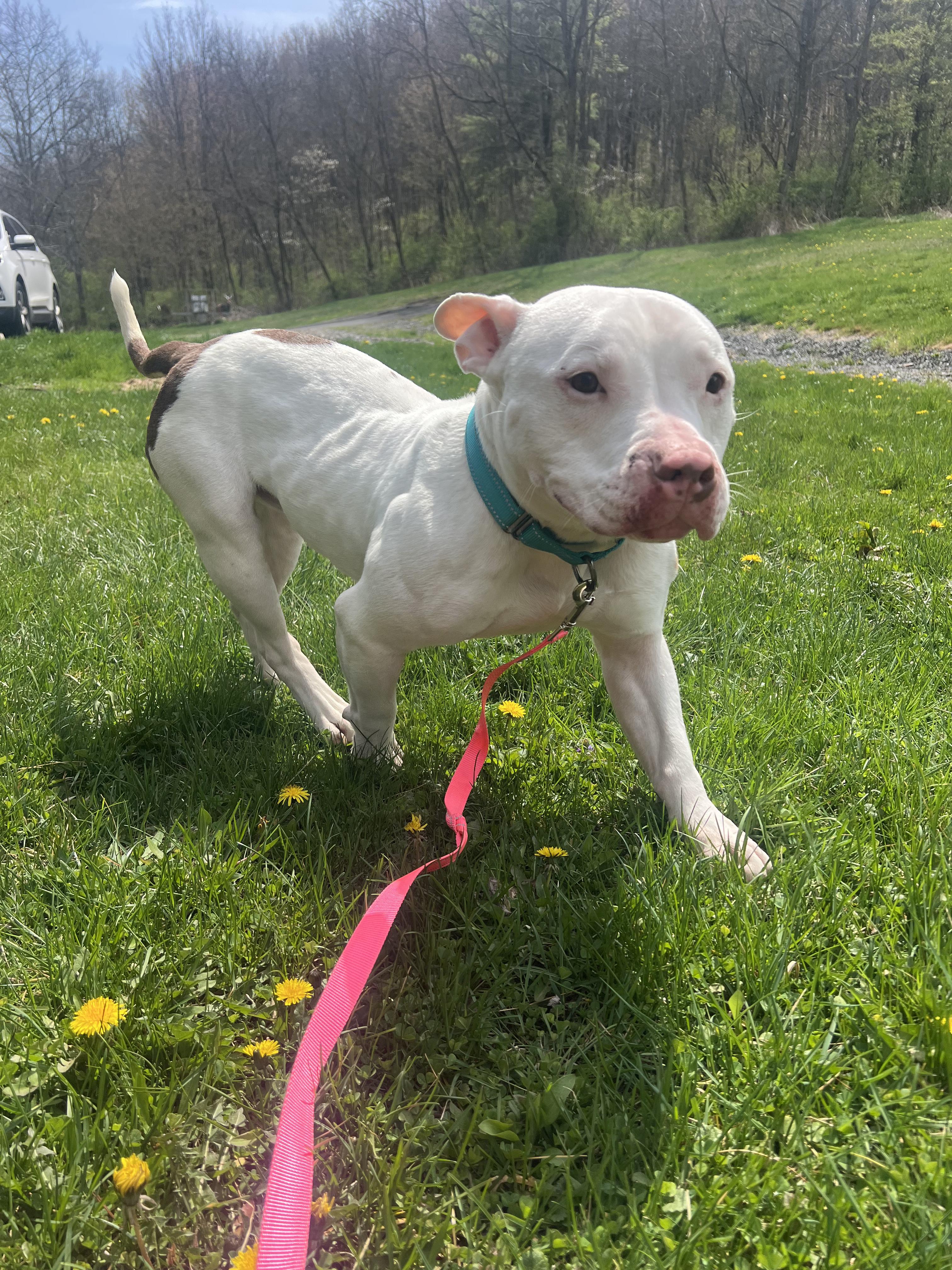 Enlarge Frank the Tank, a ADOPTABLE Mixed Breed in Elmira, NY image 5/5