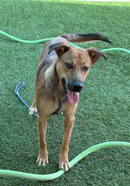 Enlarge KIPP, a Adoptable mixed breed in Baytown, TX image 1/1