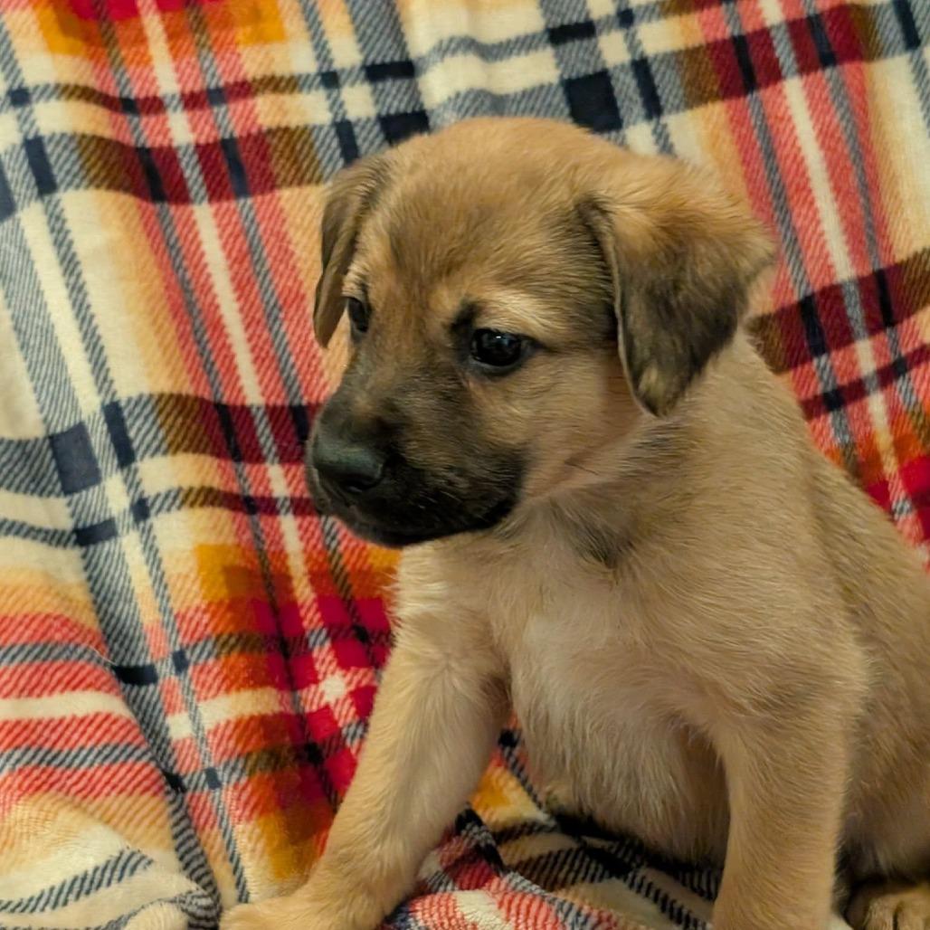 Scamp, Adoptable, Puppy Male Mixed Breed.