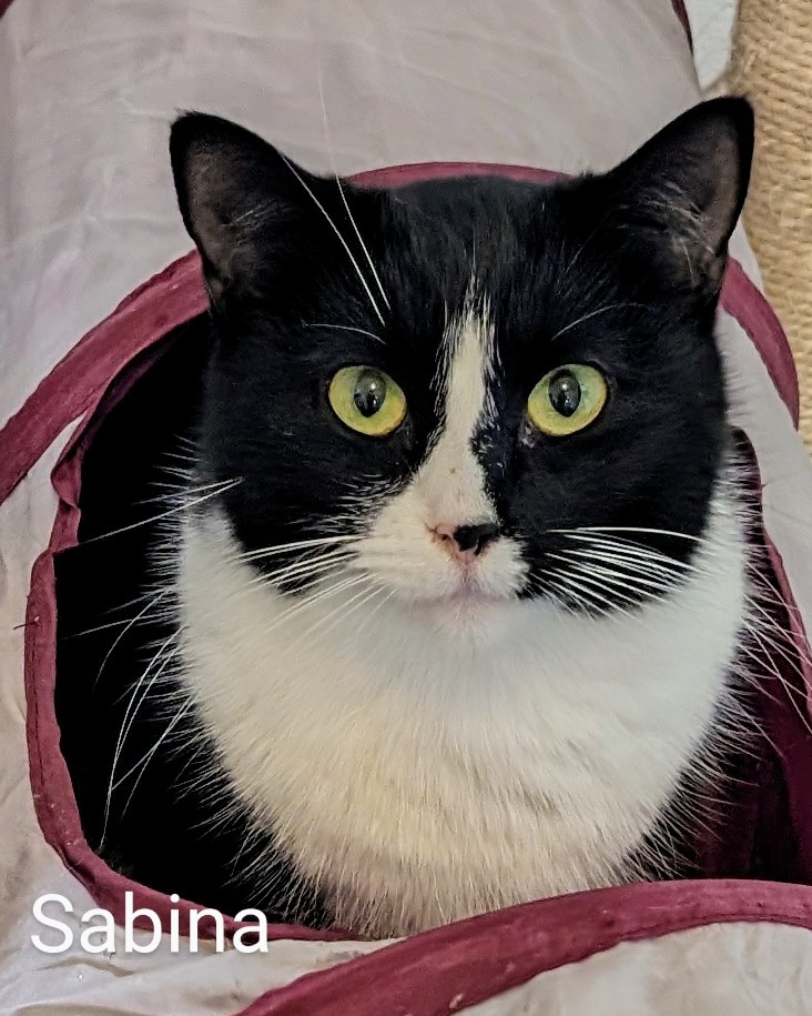 Sabina, Adoptable, Young Female Domestic Short Hair.