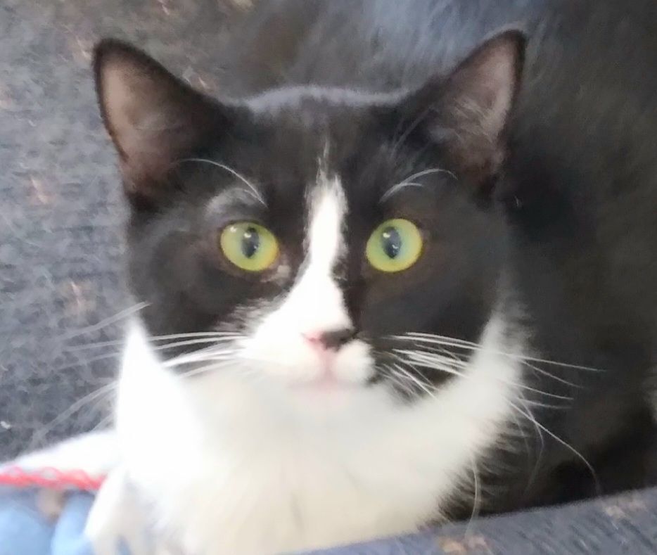 Sabina, a Adoptable Domestic Short Hair in Colfax, IA image 6/6