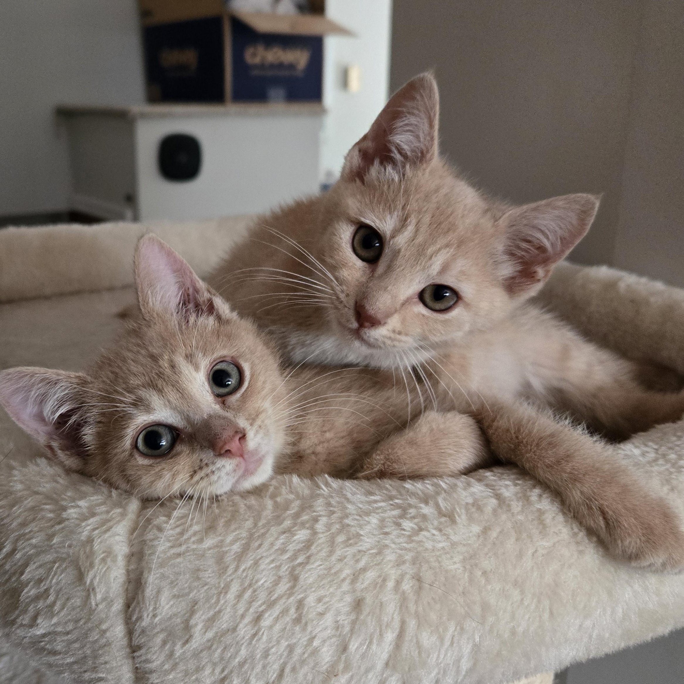 Georgie & Peppa, Baby Female unknown