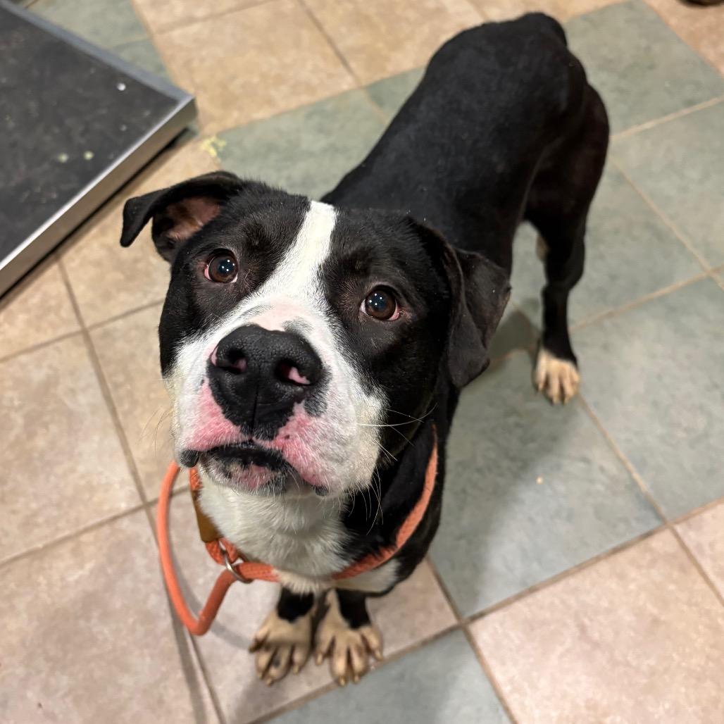 Mudpie — thumbnail 2