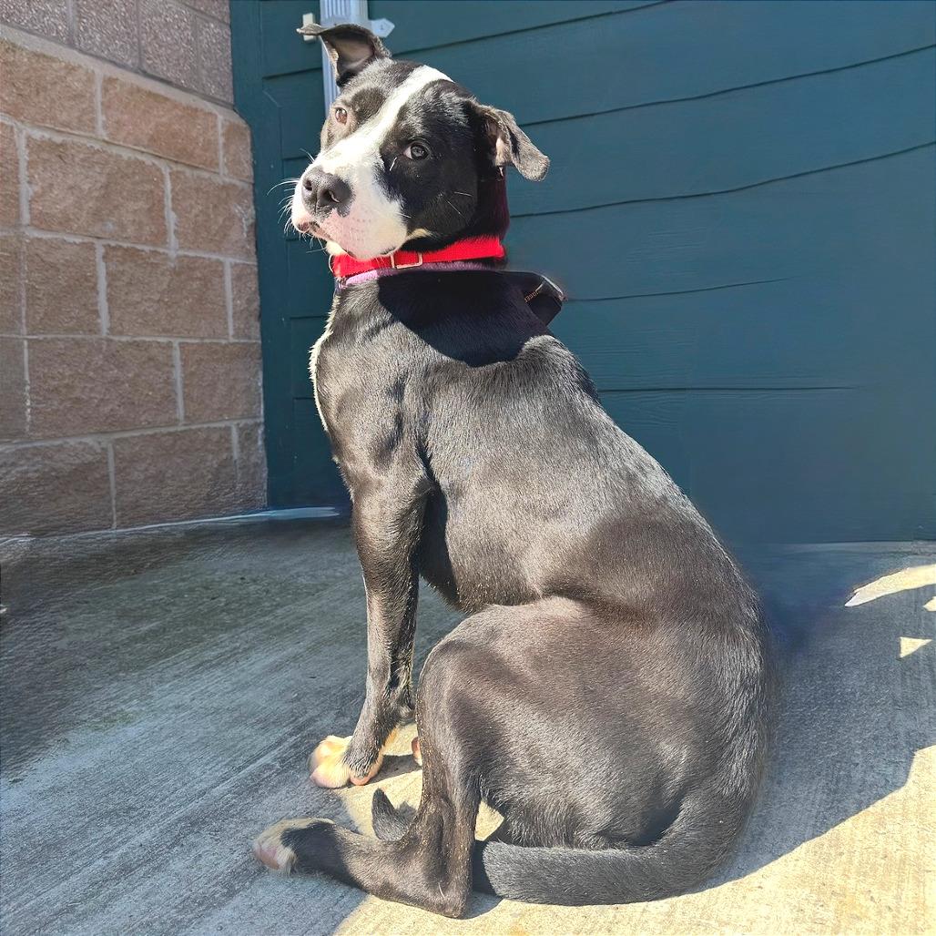 Mudpie — thumbnail 4