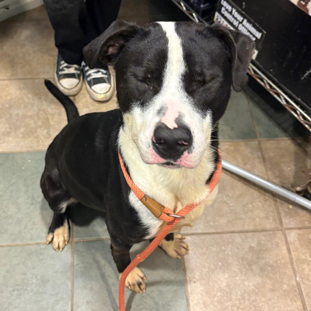 Mudpie — thumbnail 5