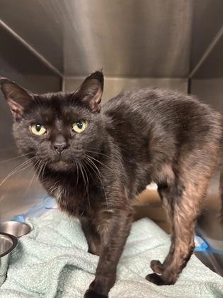 Enlarge Spaghetti, an adopted Domestic Short Hair in Lafayette, IN image 1/1