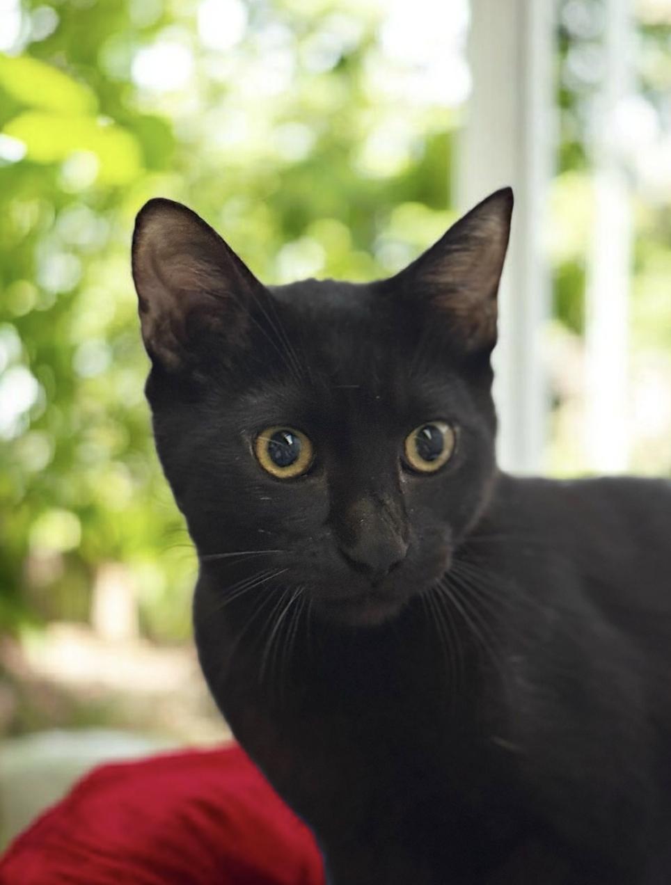 Enlarge Skylark., a Adoptable Bombay in Hawthorne, CA image 1/1