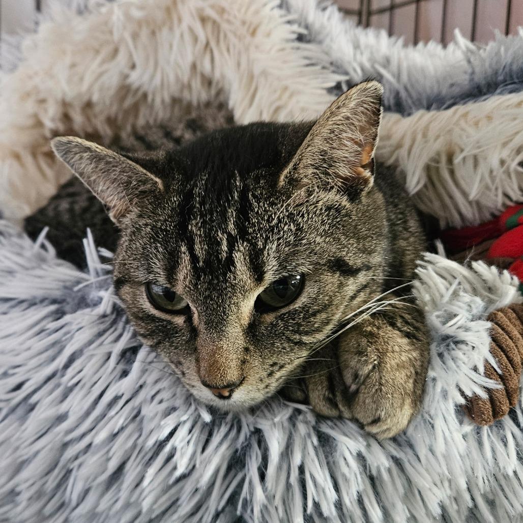 Sweetness, Adoptable, Young Female Domestic Short Hair.